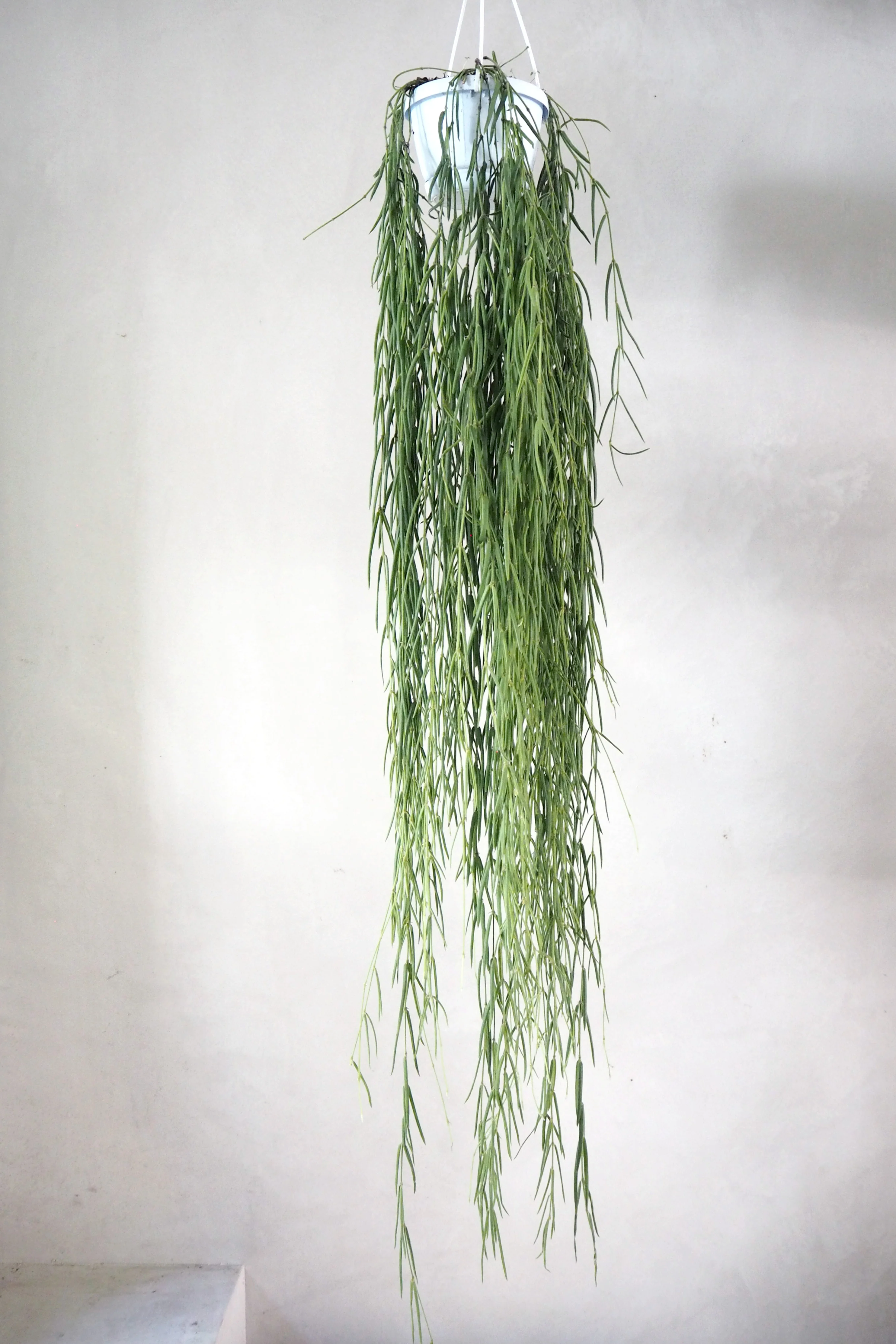 Hoya Linearis