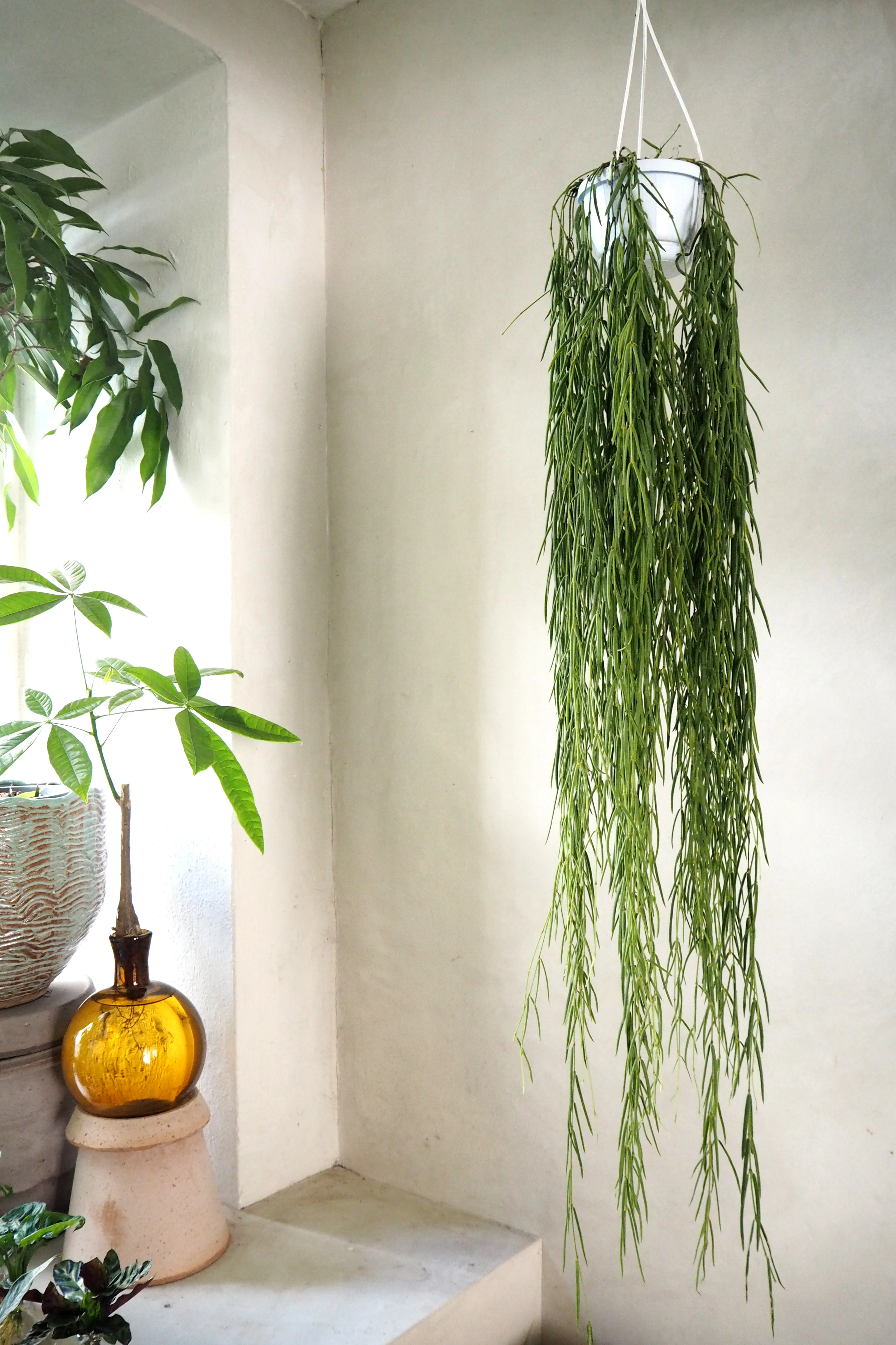 Hoya Linearis - Image 2