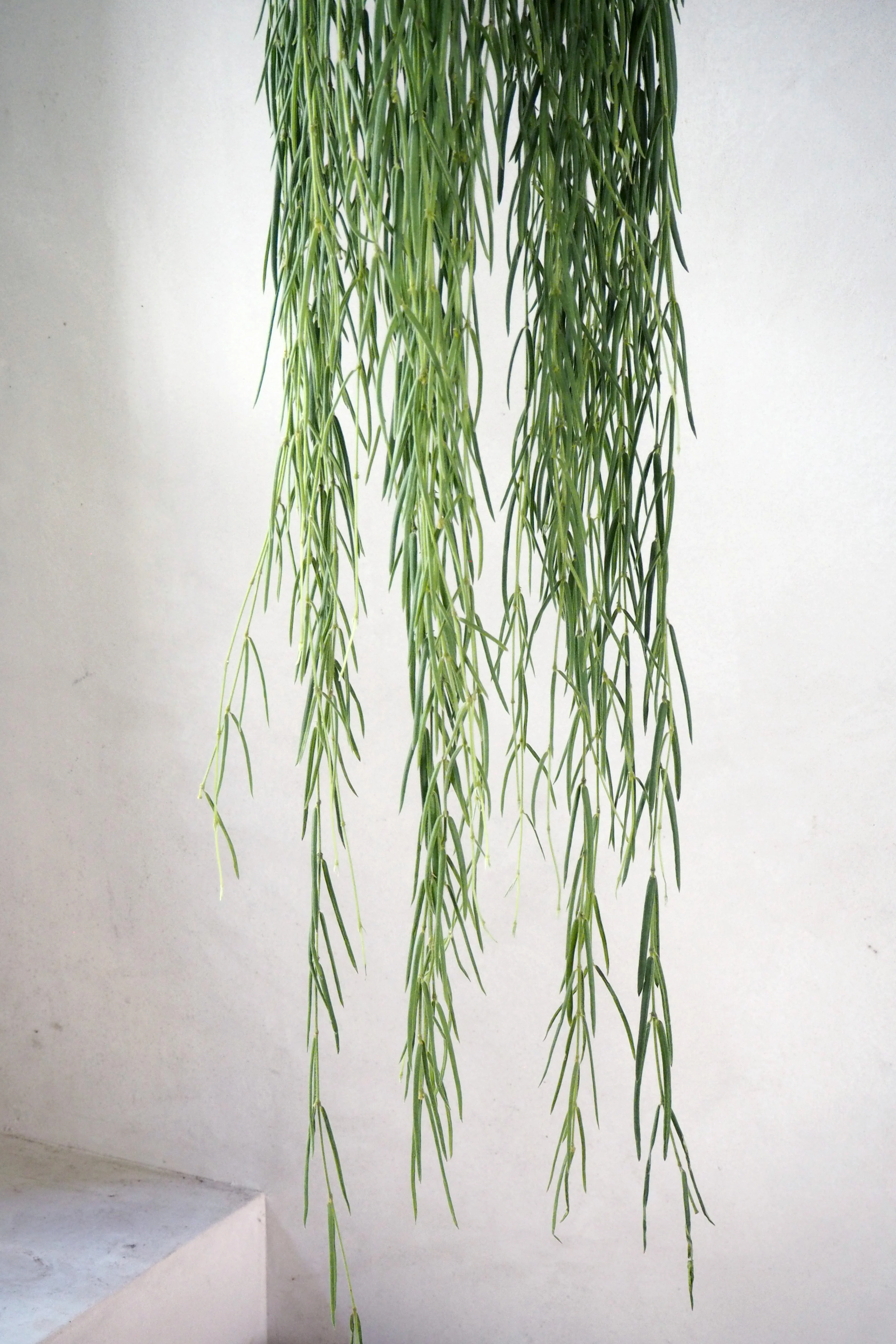 Hoya Linearis - Image 3