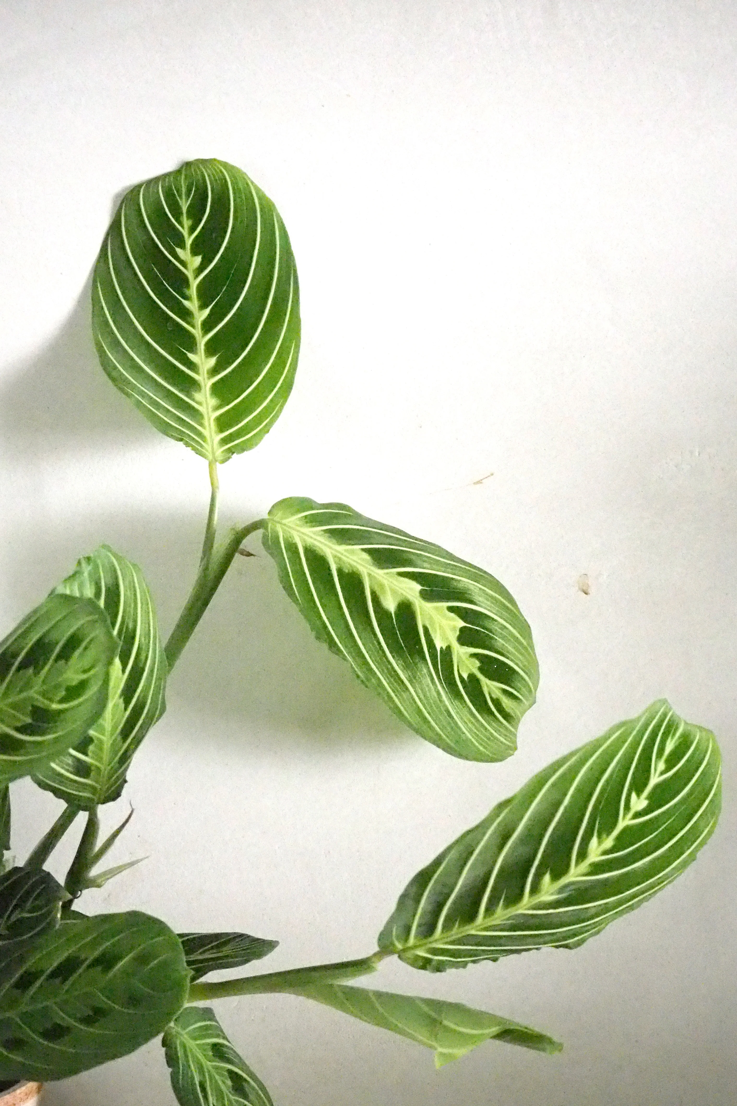 Maranta lemon lime - Image 3