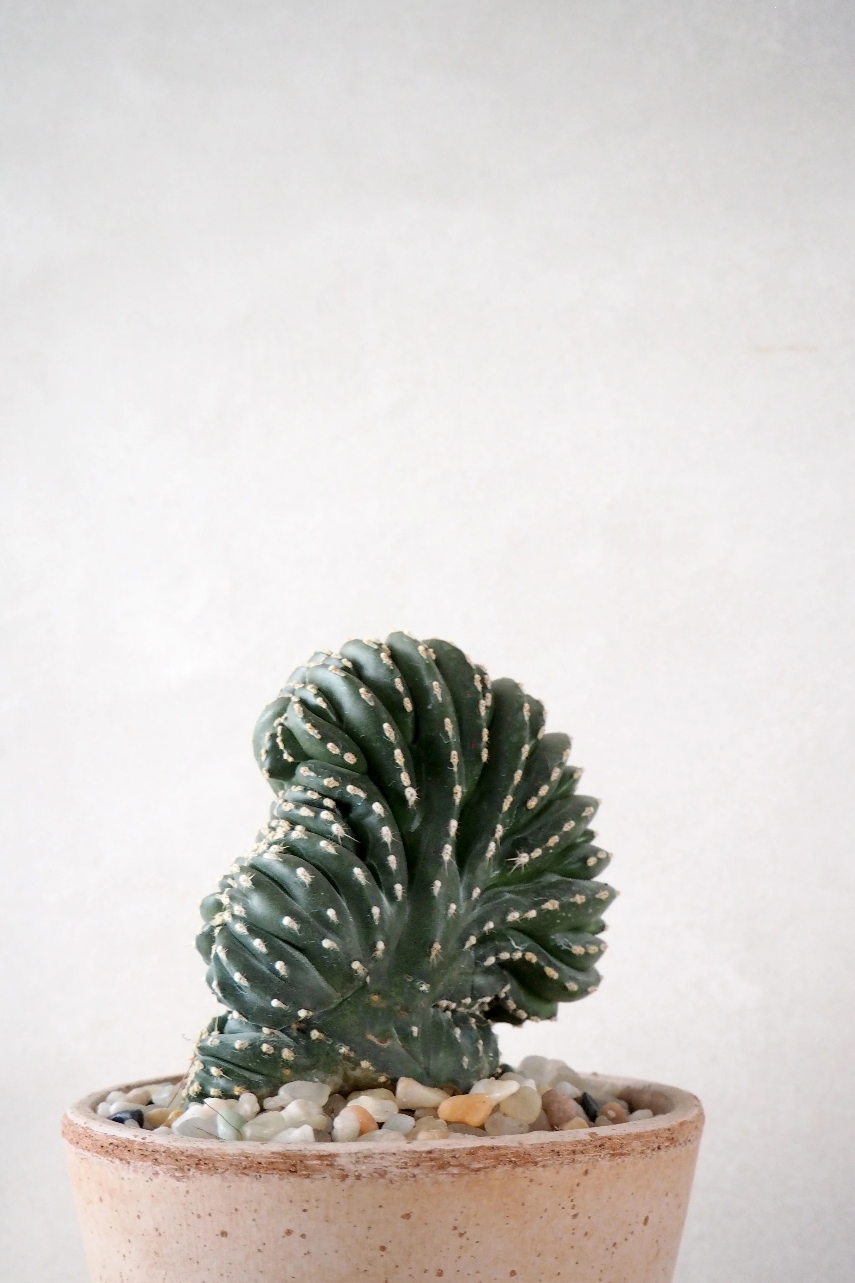 Marginatocereus Cristata - Image 2