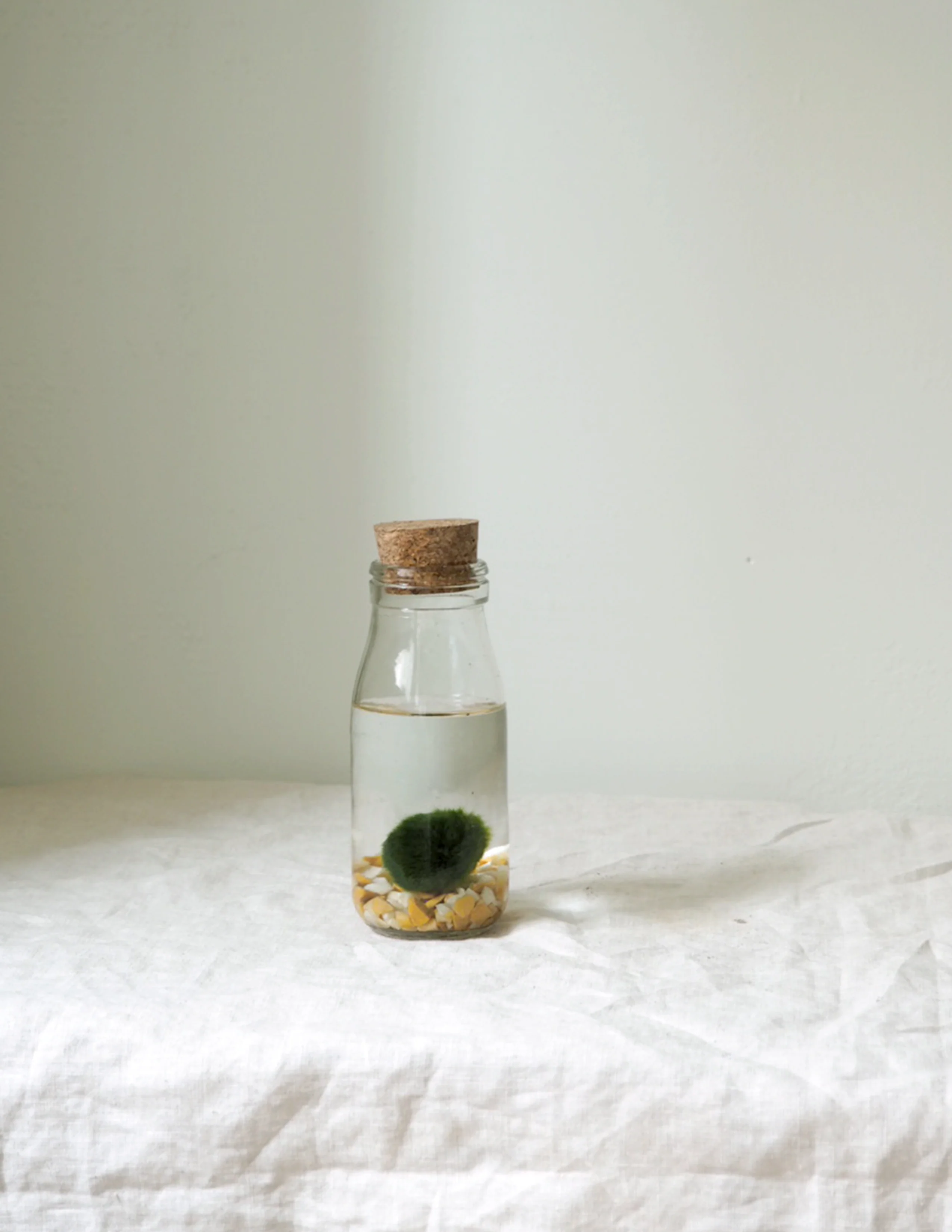 Marimo Moskugle i flaske - Image 4