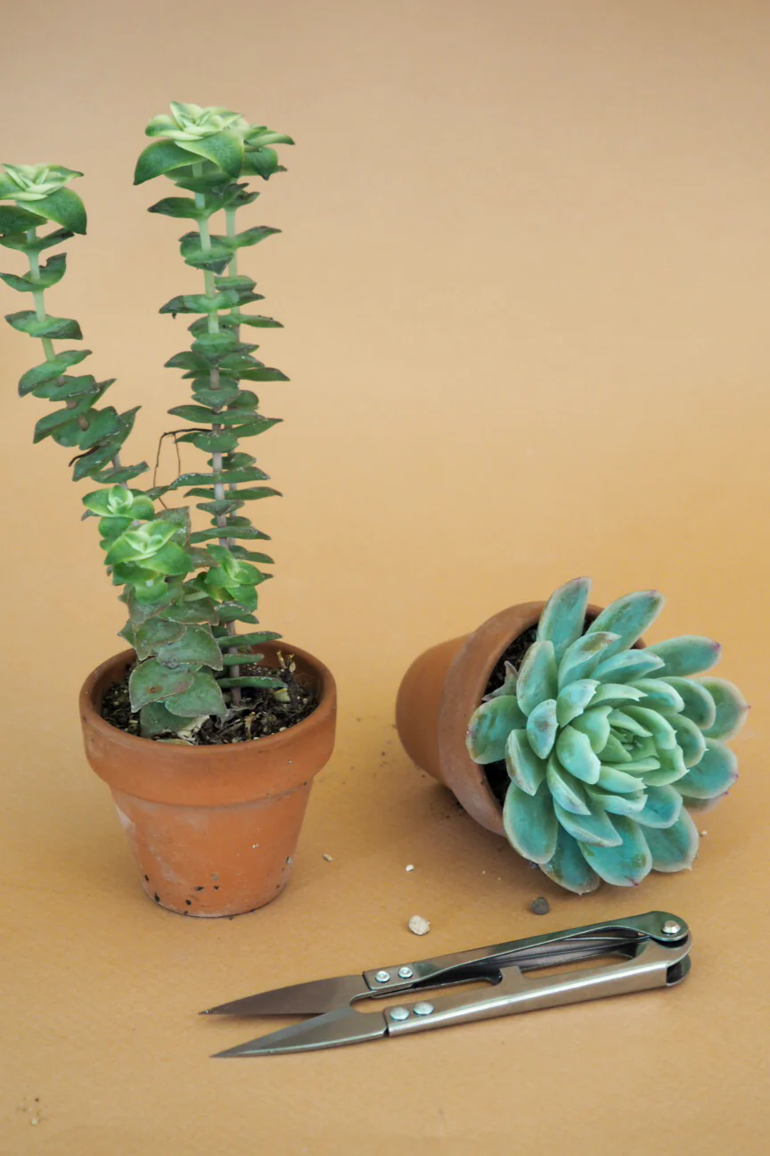 Mini beskærersaks - Image 4