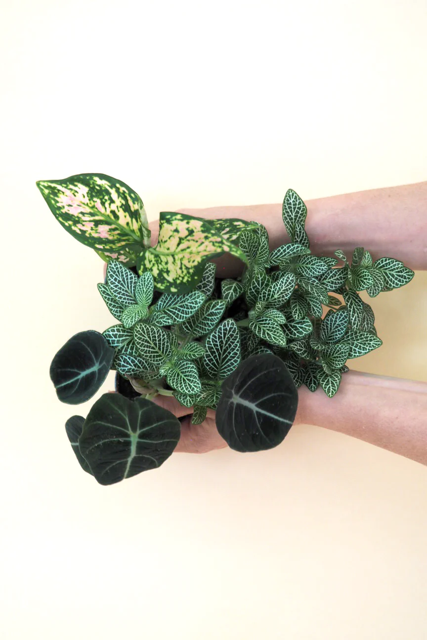 Miniplanter - Image 3