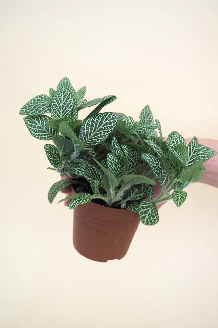 Miniplanter - Image 4