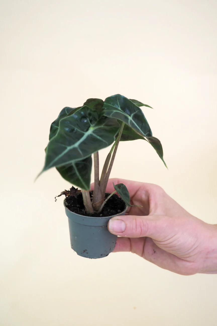 Miniplanter - Image 5