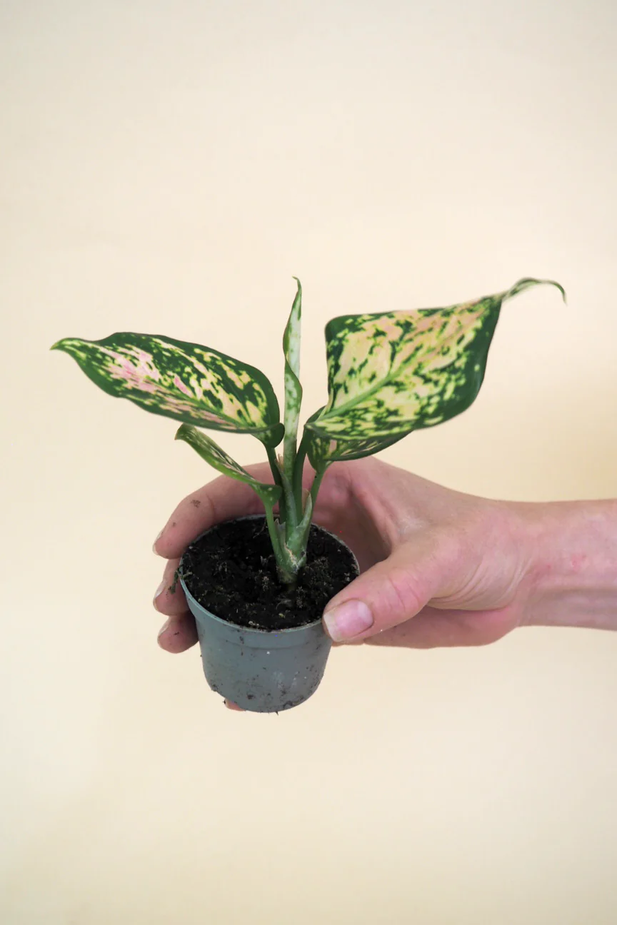 Miniplanter - Image 6