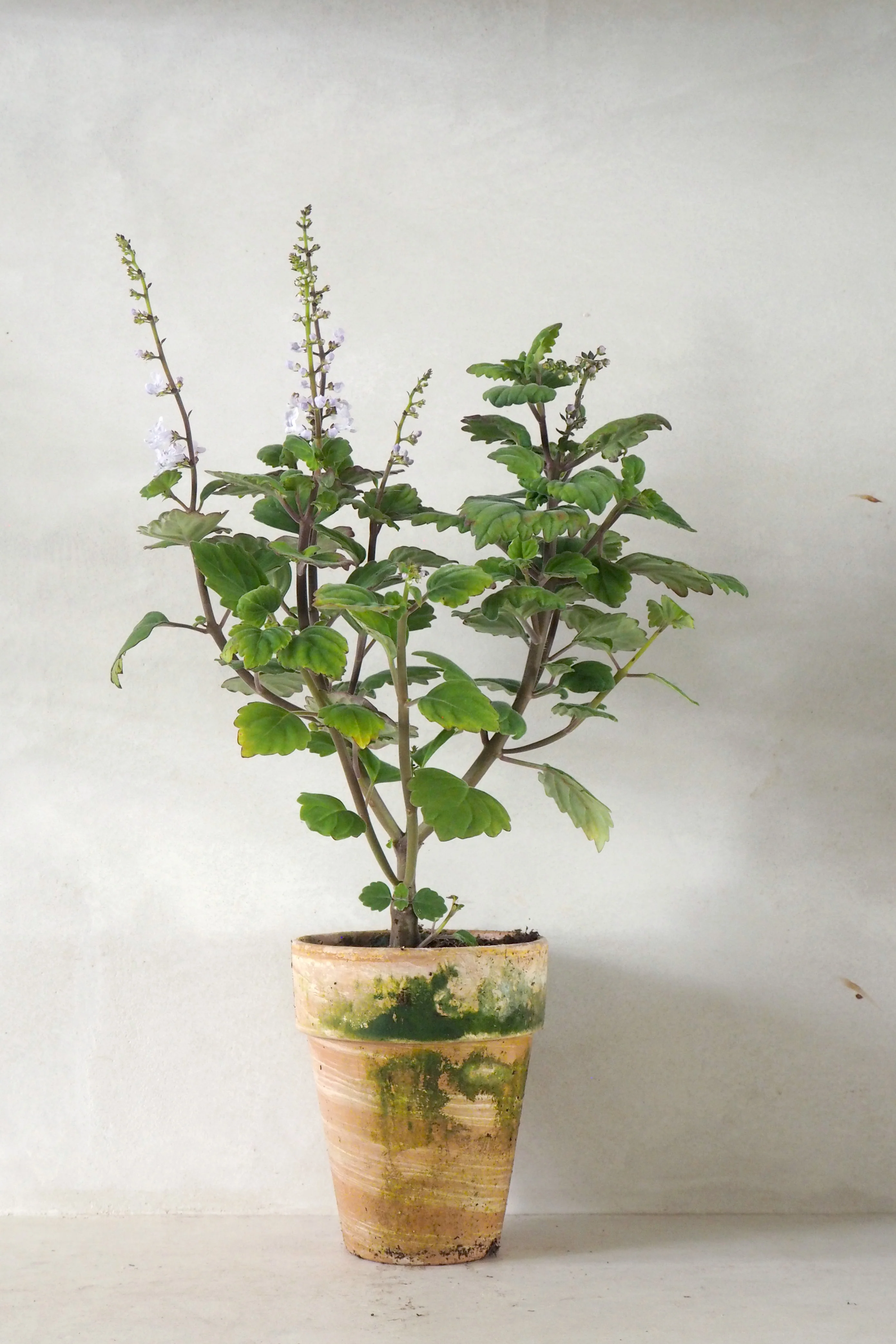 Mølplante