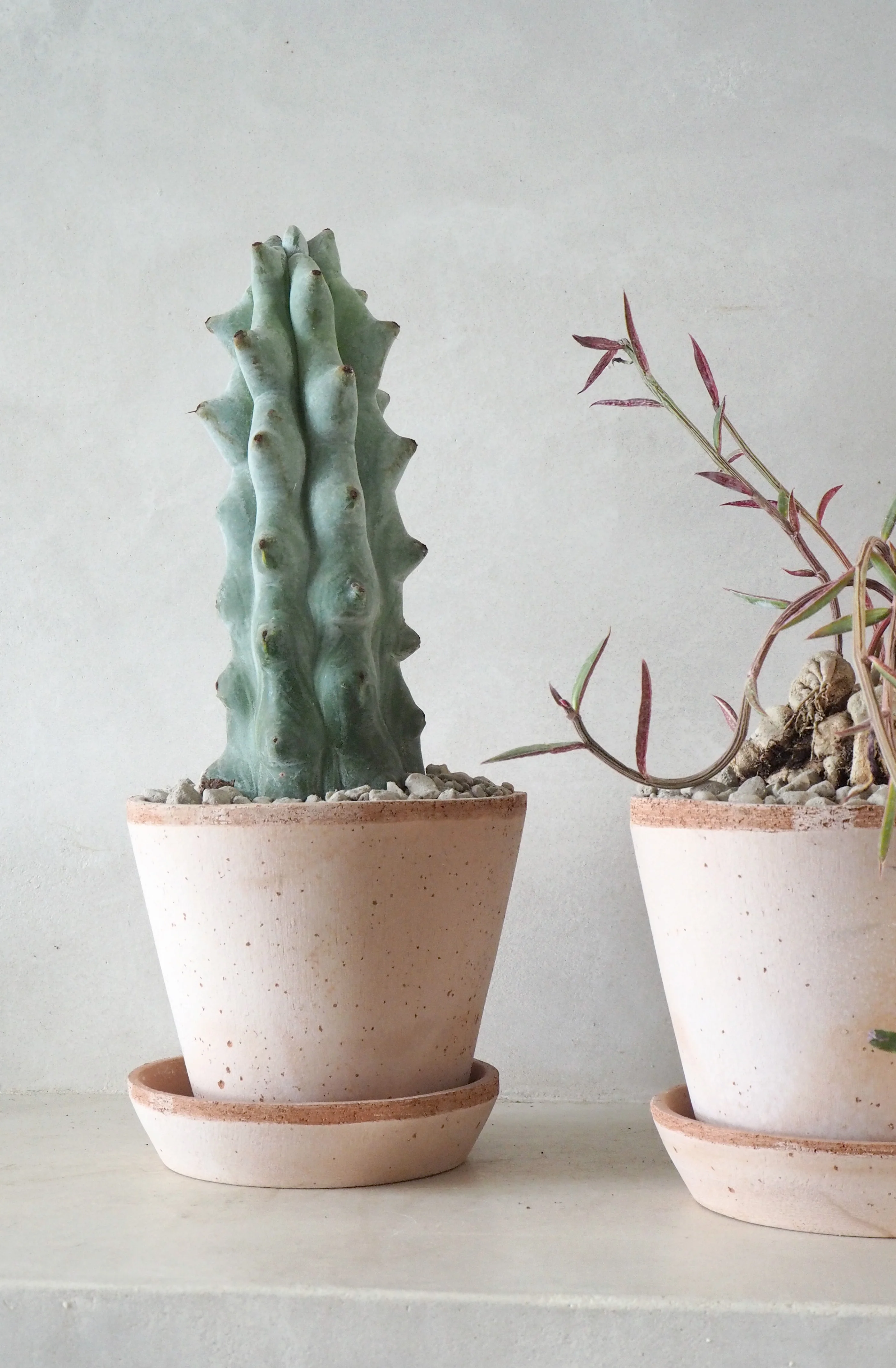 Monadenium rubellum - Image 4