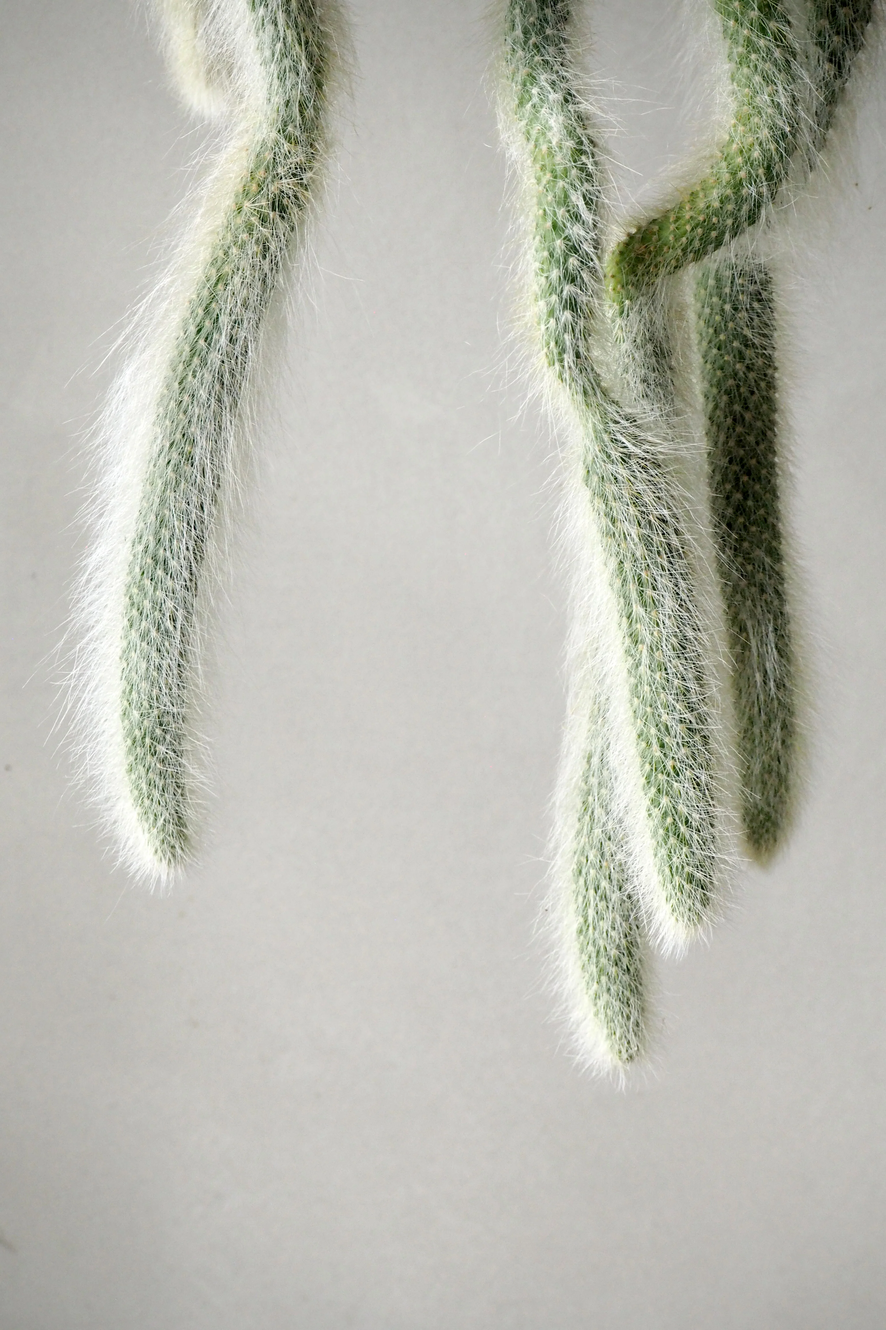 Monkey's Tail kaktus - Image 2