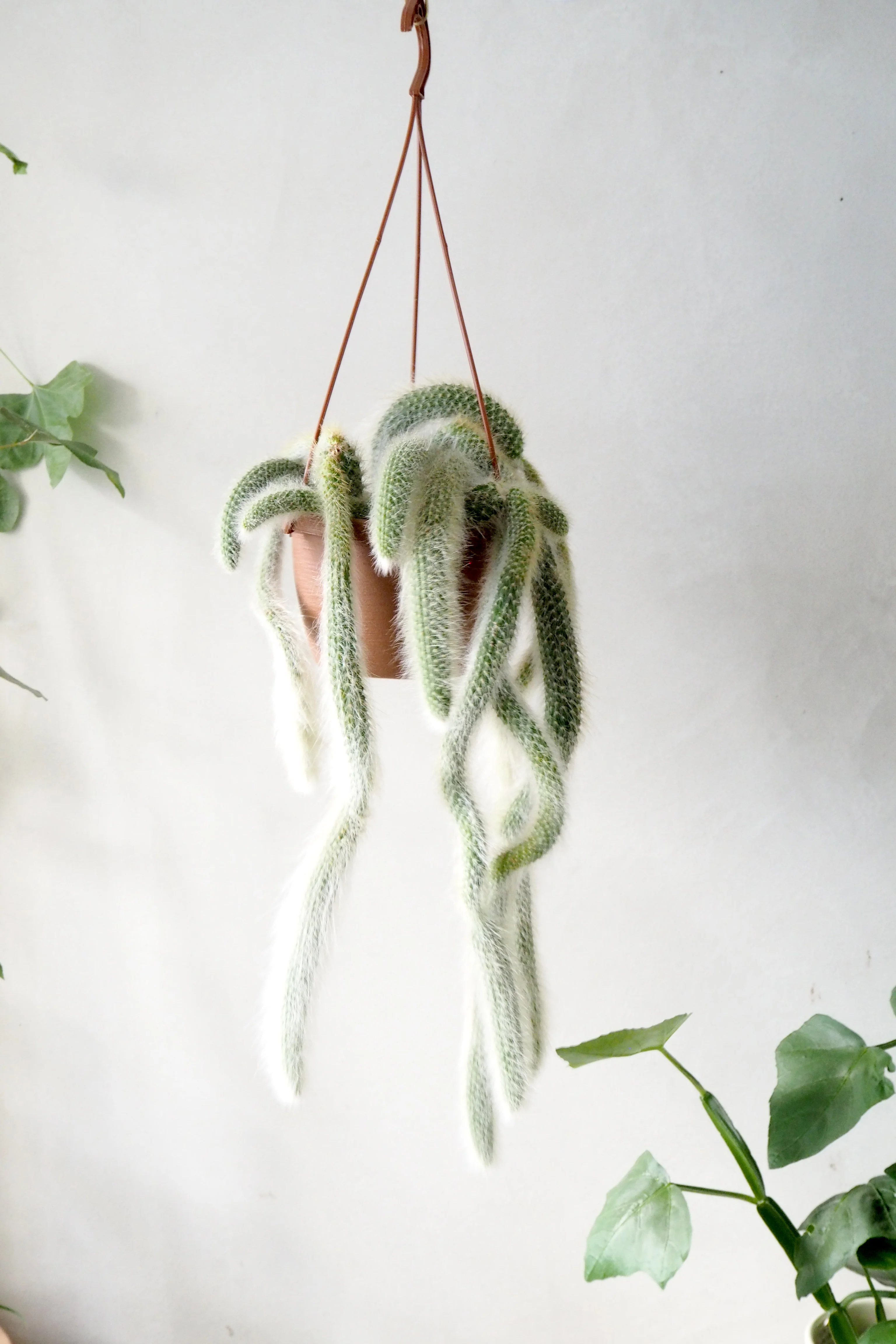 Monkey's Tail kaktus - Image 4