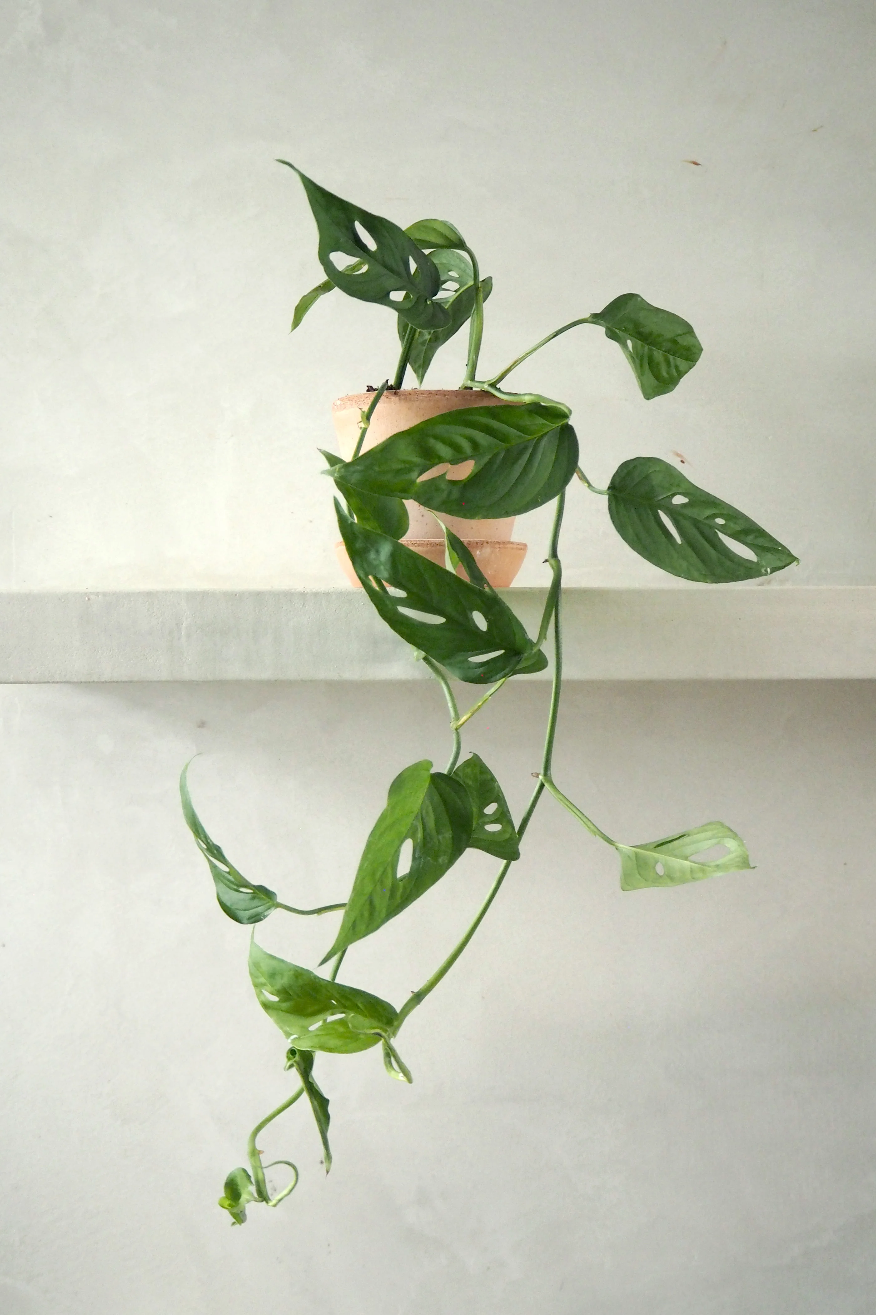 Monstera Acuminata