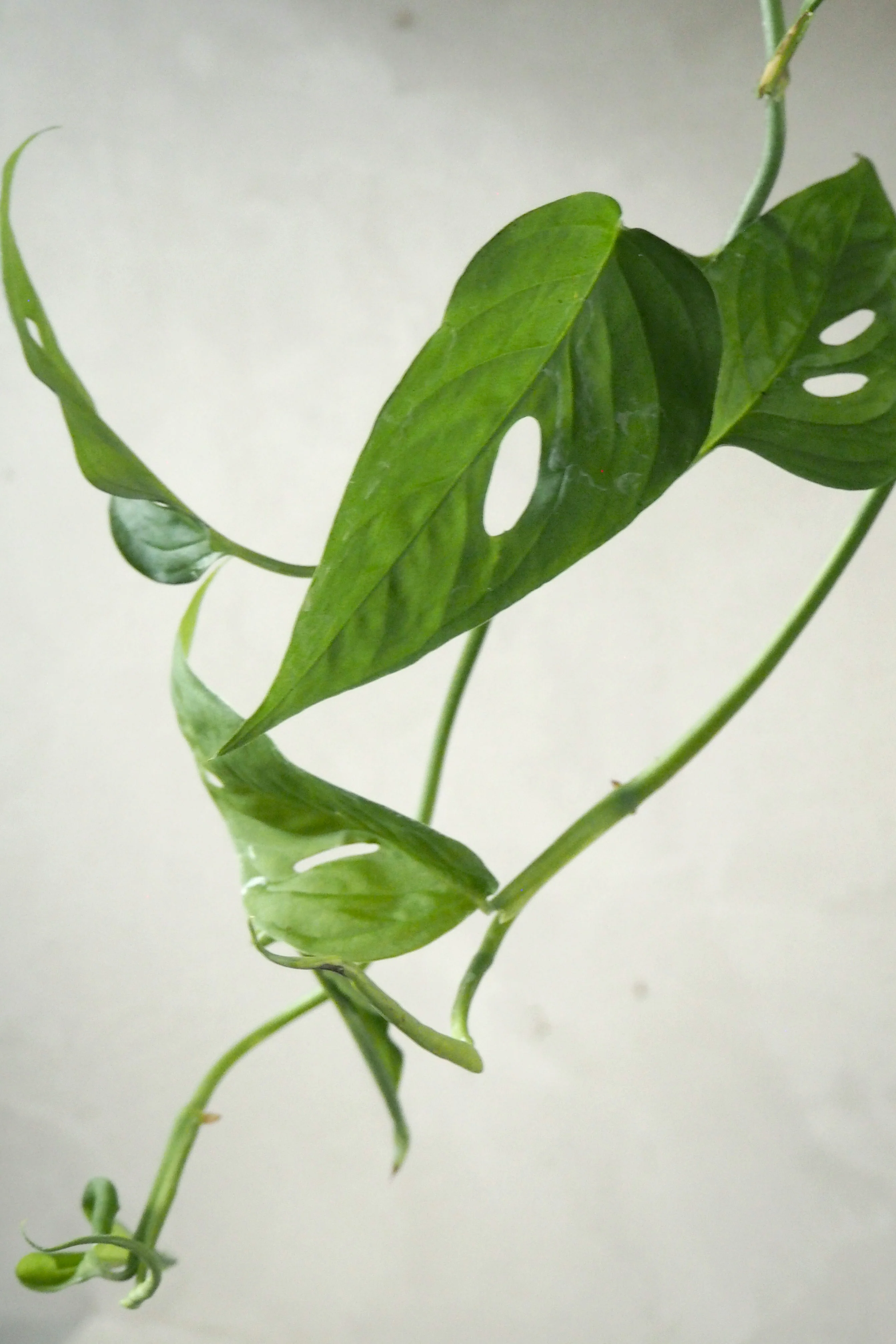 Monstera Acuminata - Image 2