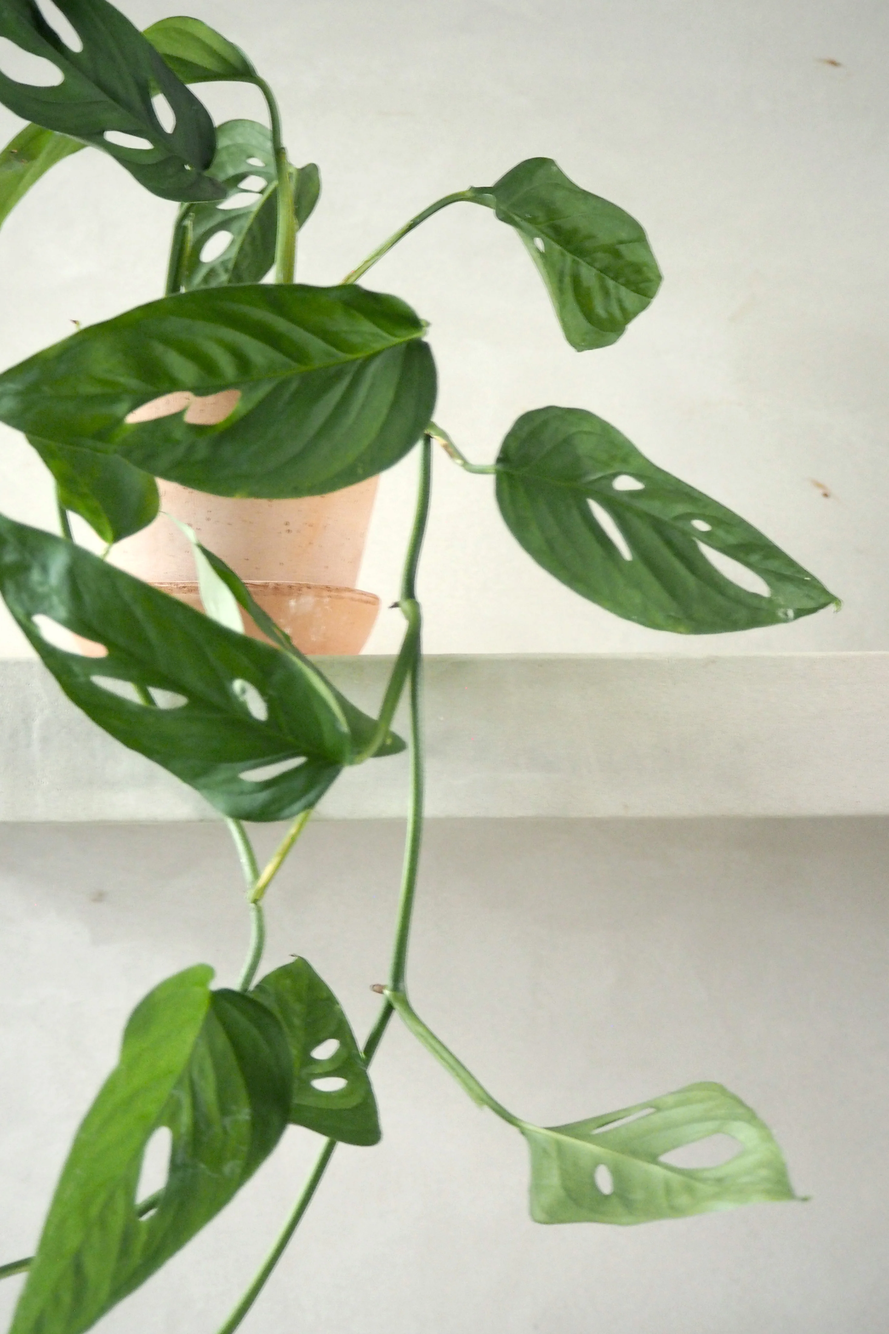 Monstera Acuminata - Image 3