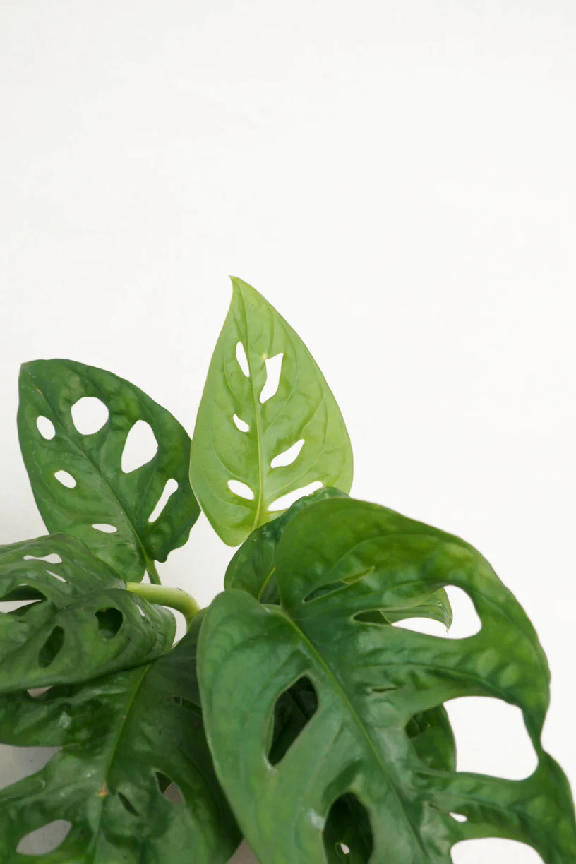 Monstera Adansonii - Image 3