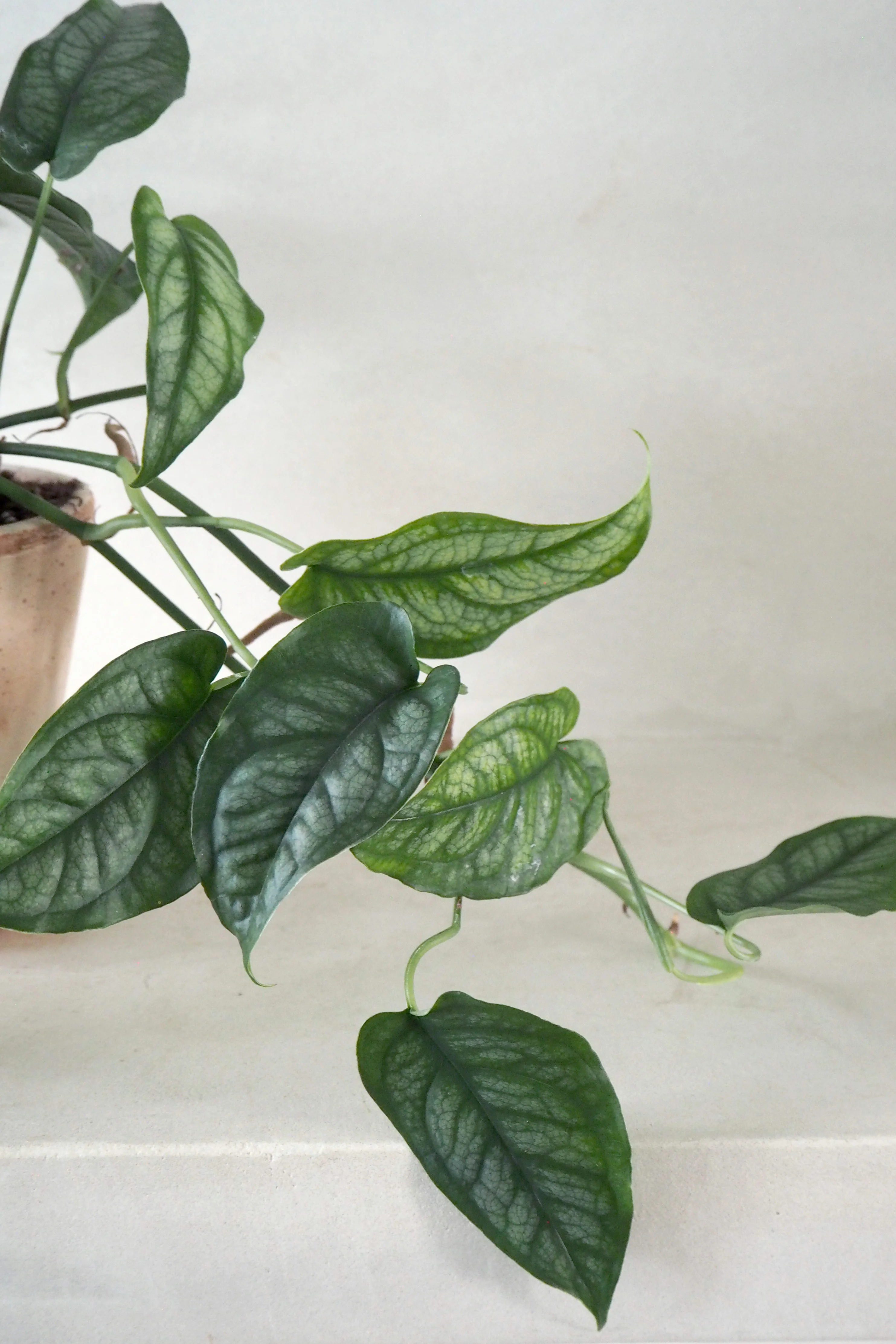 Monstera siltepecana - Image 2