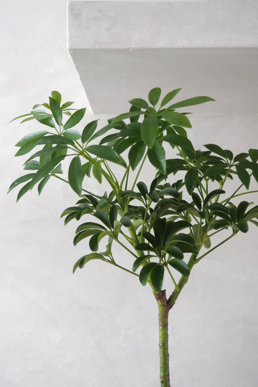 Schefflera, opstammet - Image 2