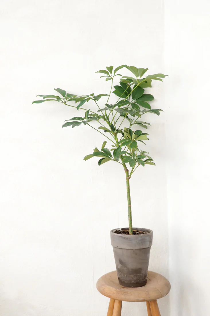 Opstammet Schefflera, bredbladet