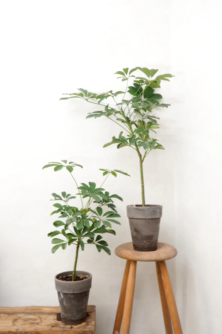 Opstammet Schefflera, bredbladet - Image 2