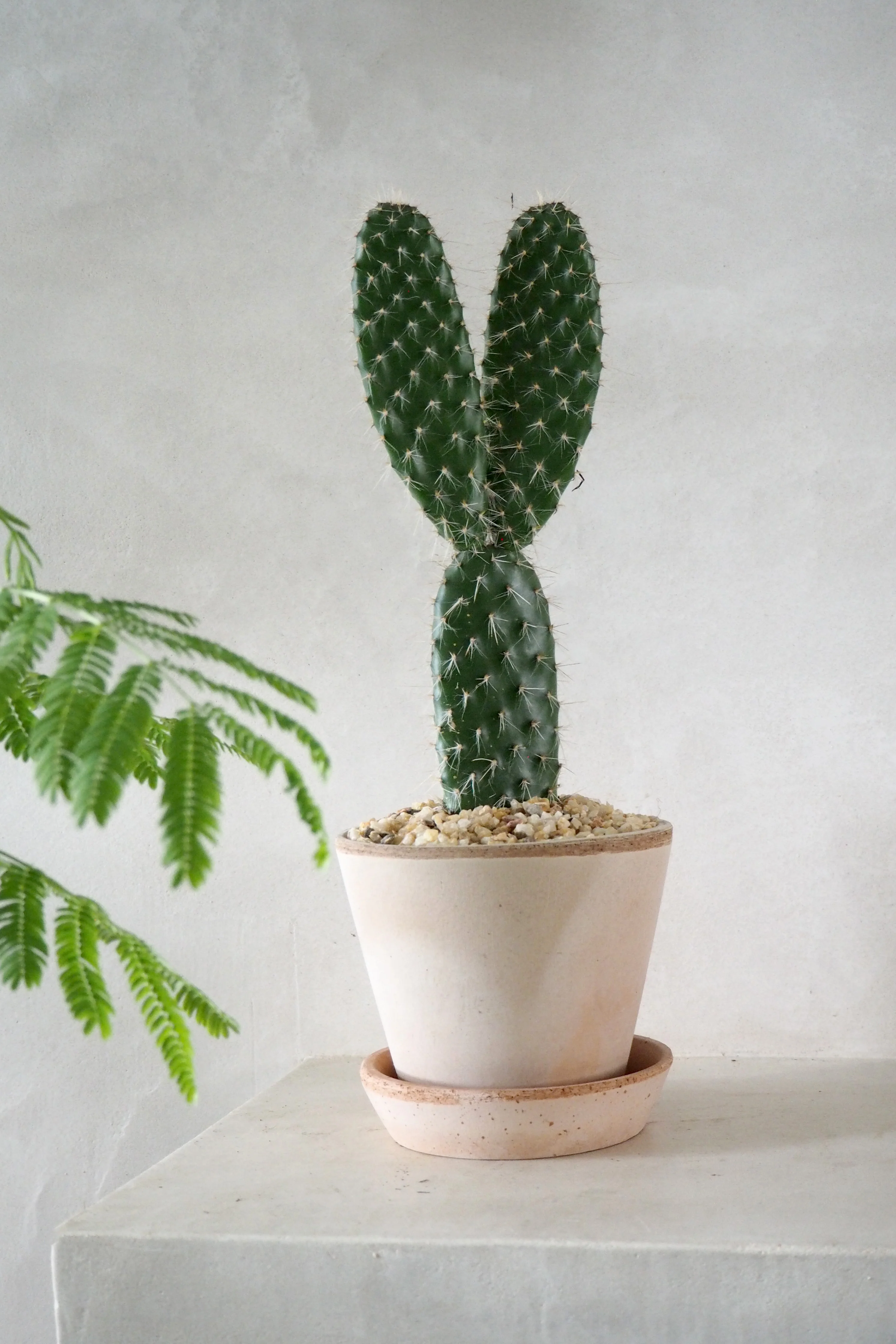 Opuntia galapageia - Image 2