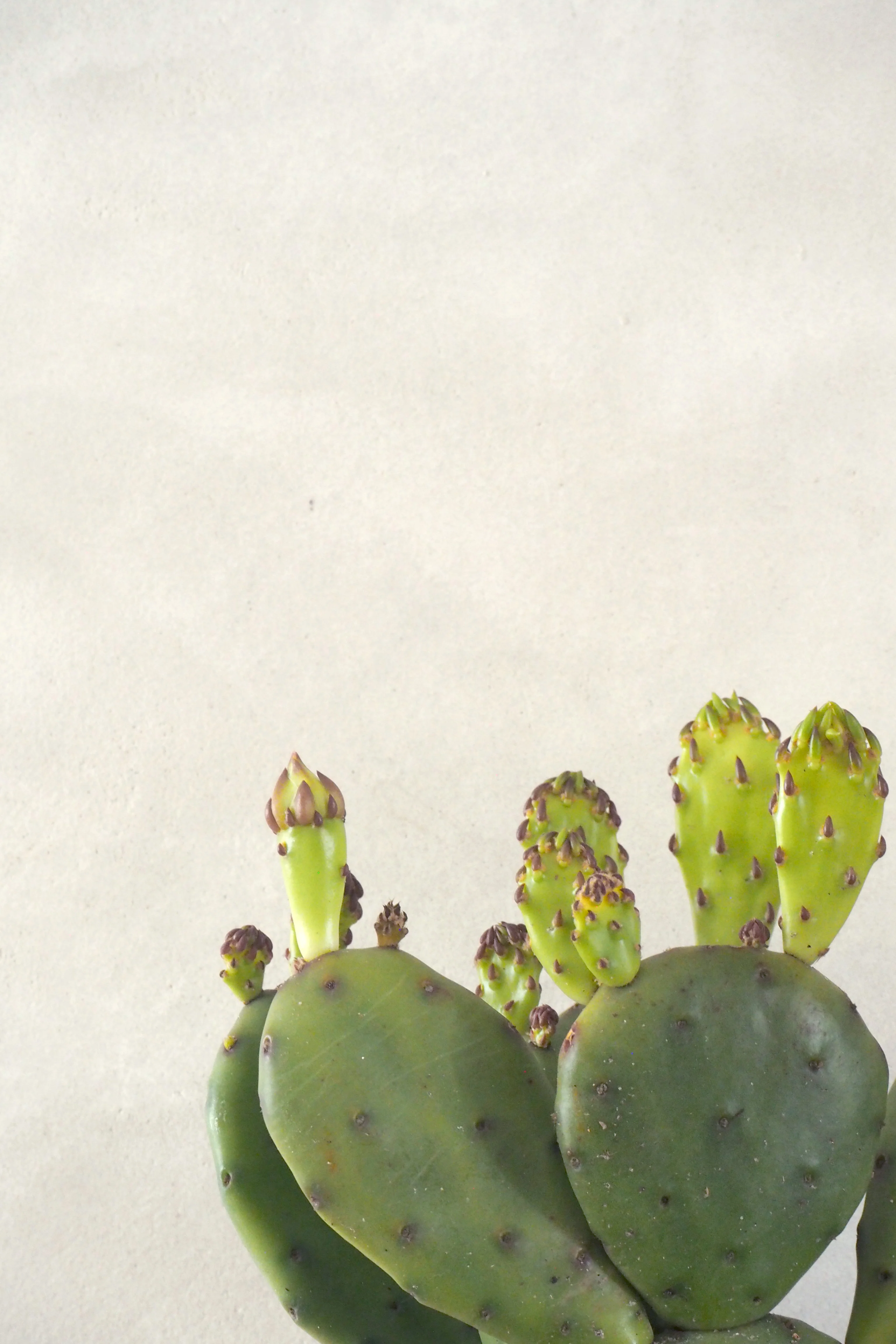 Opuntia humifusa - Image 2