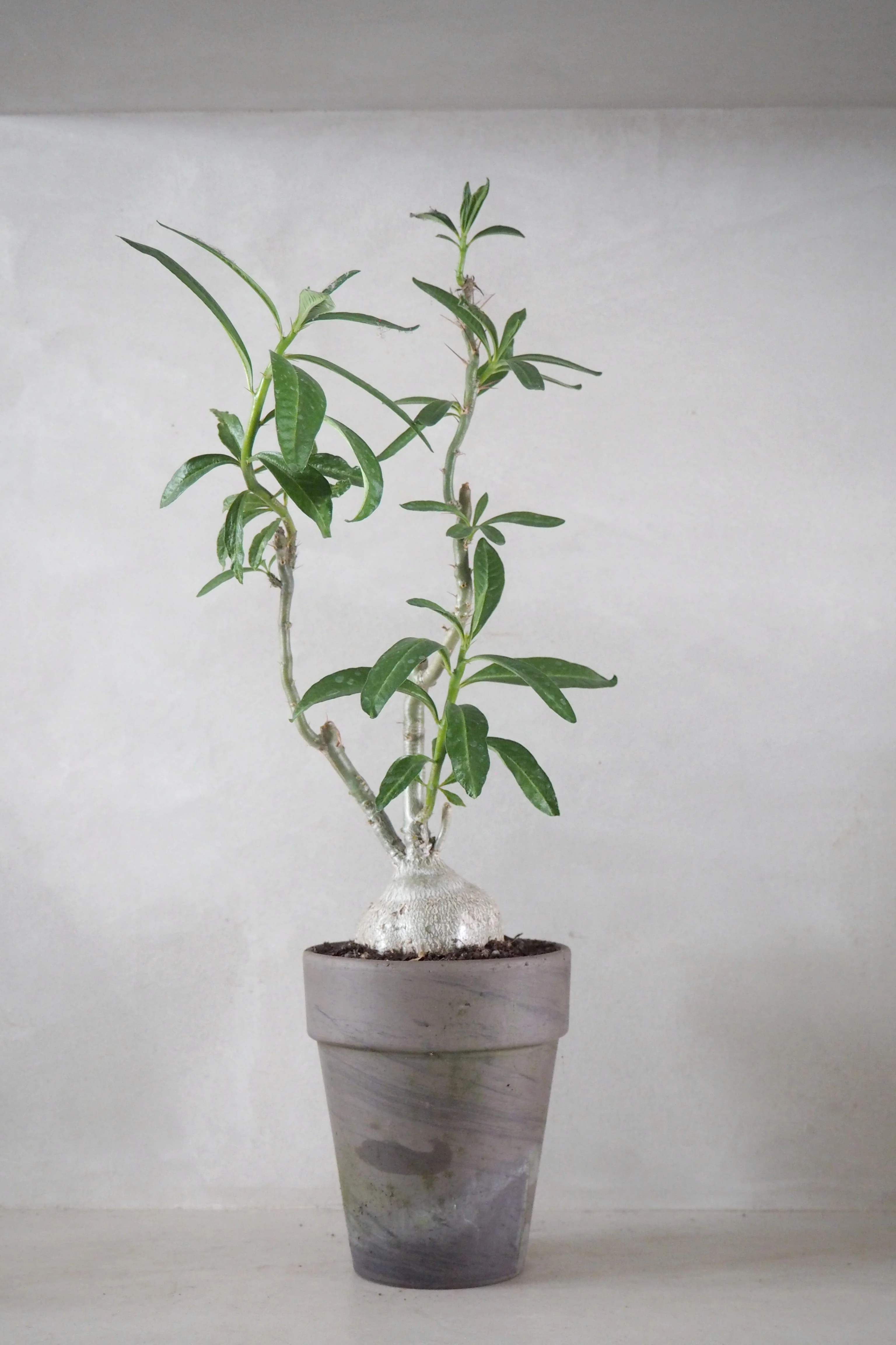 Pachypodium succulentum