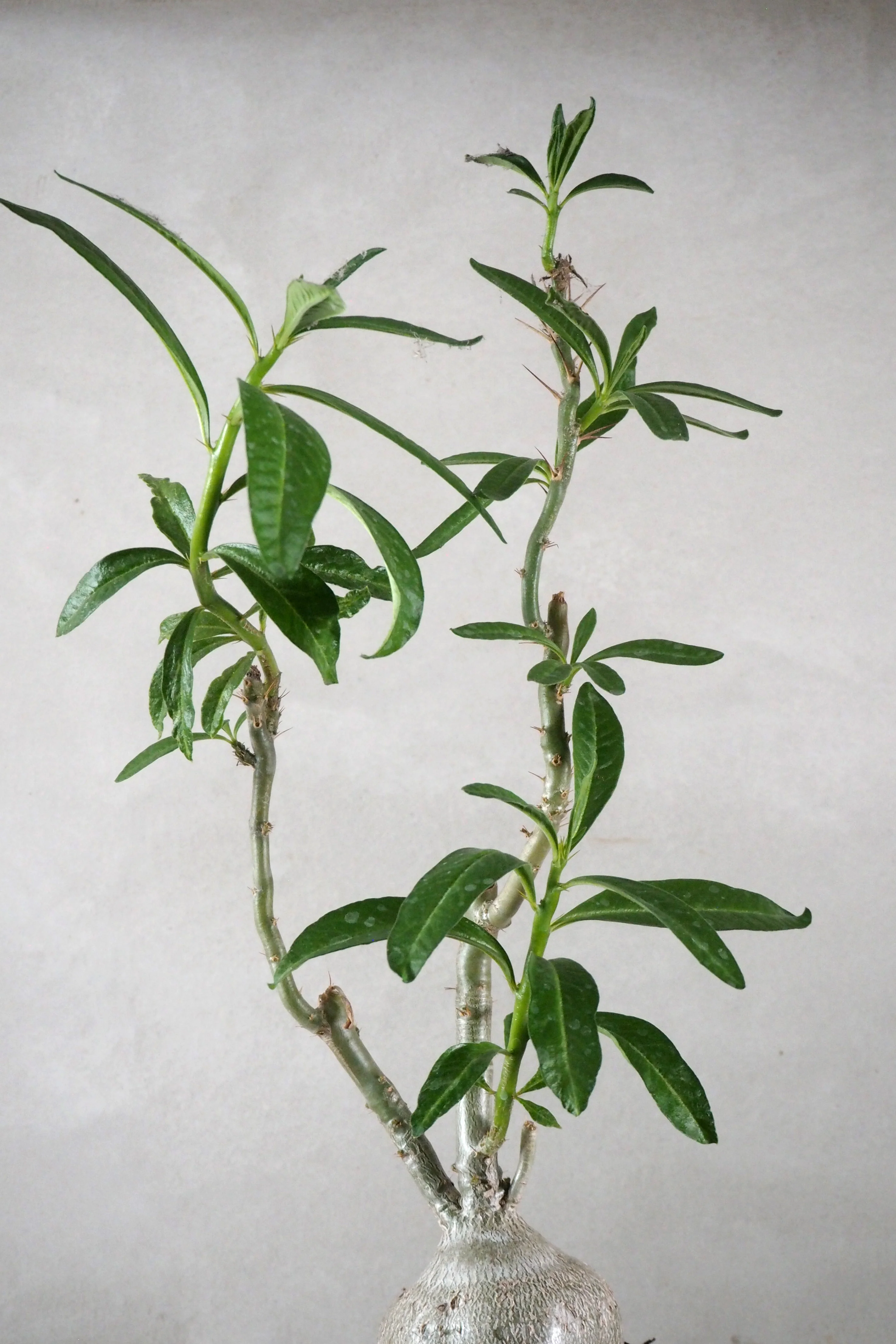 Pachypodium succulentum - Image 2