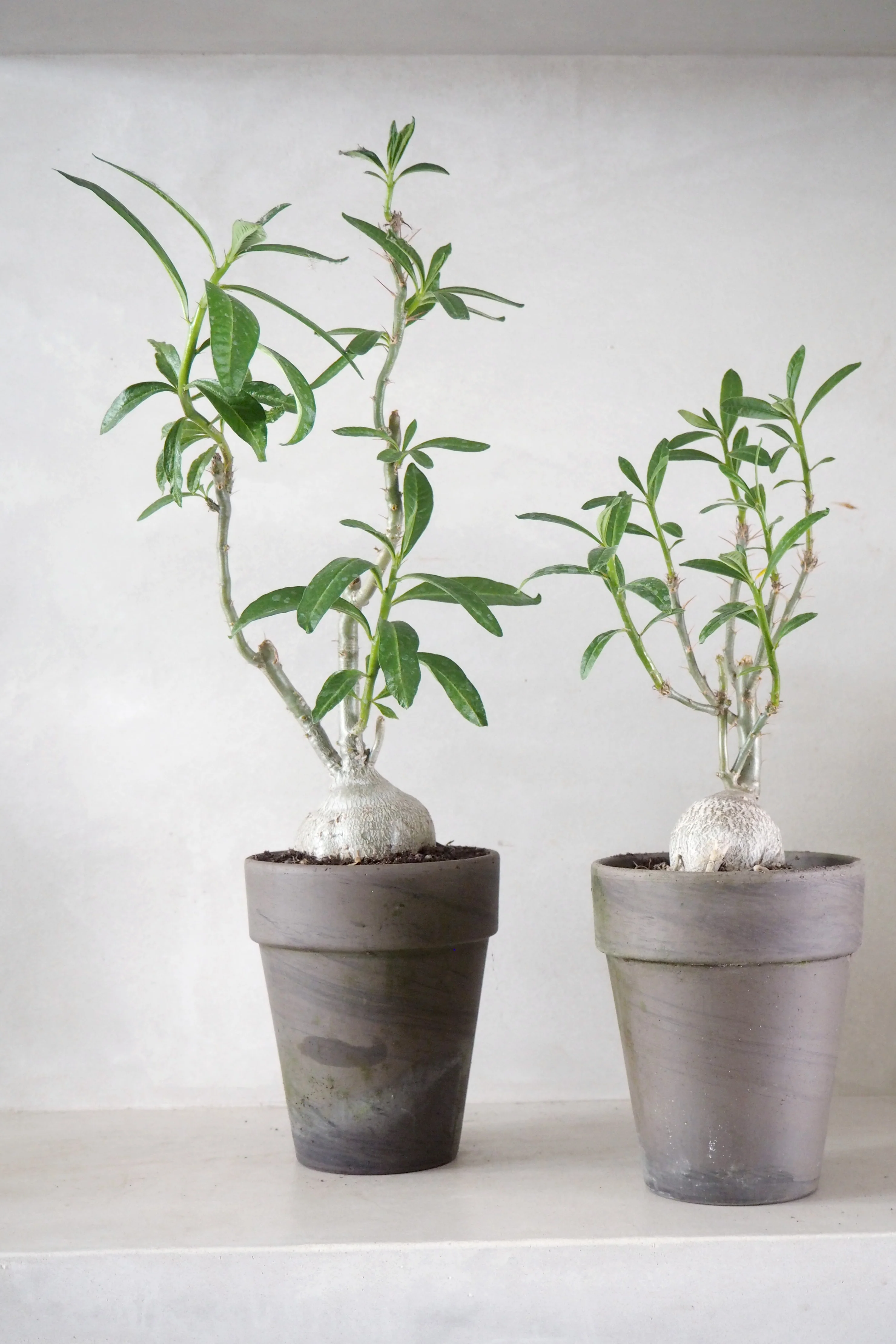 Pachypodium succulentum - Image 3