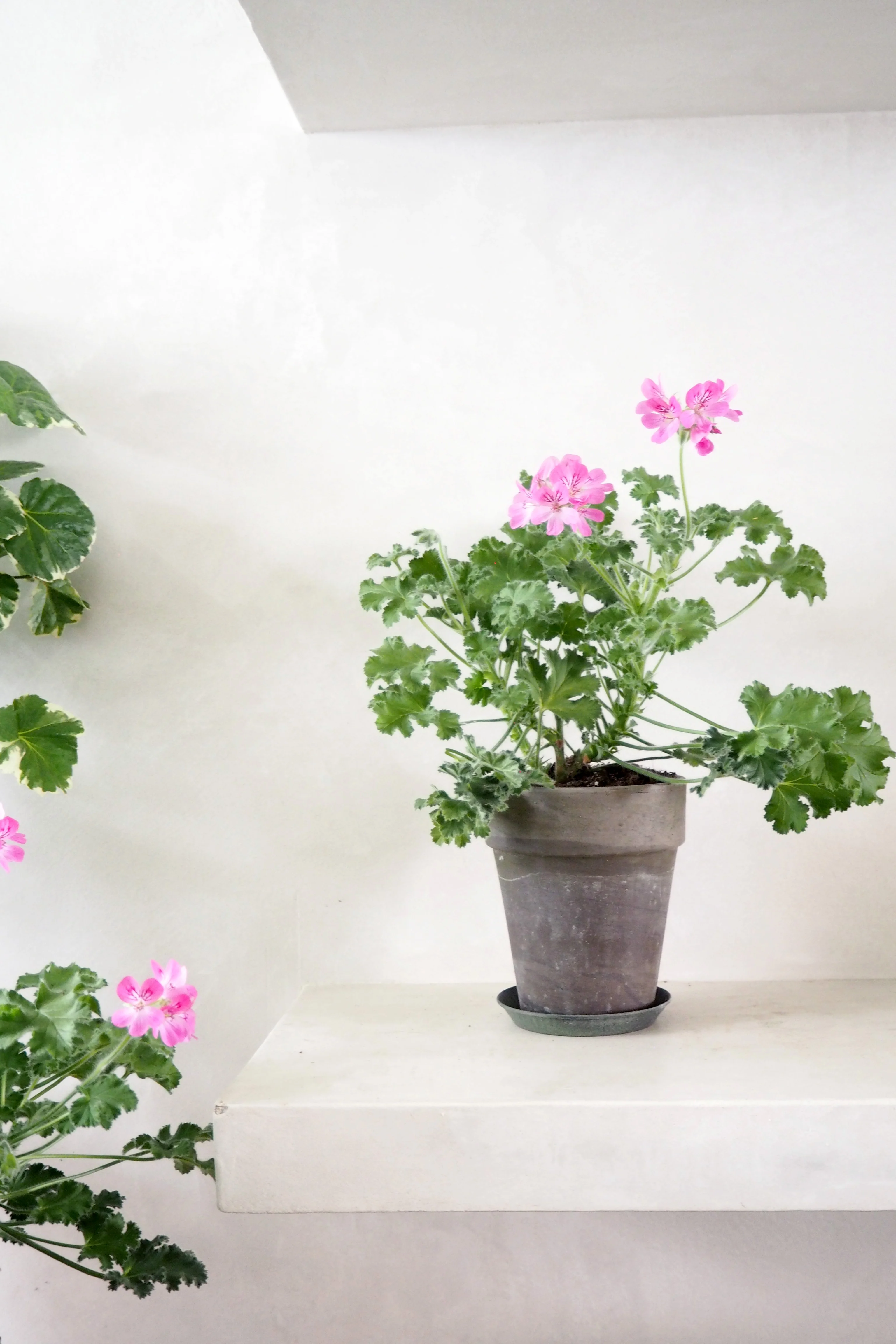 Pelargonium - Pink capricorn - Image 2