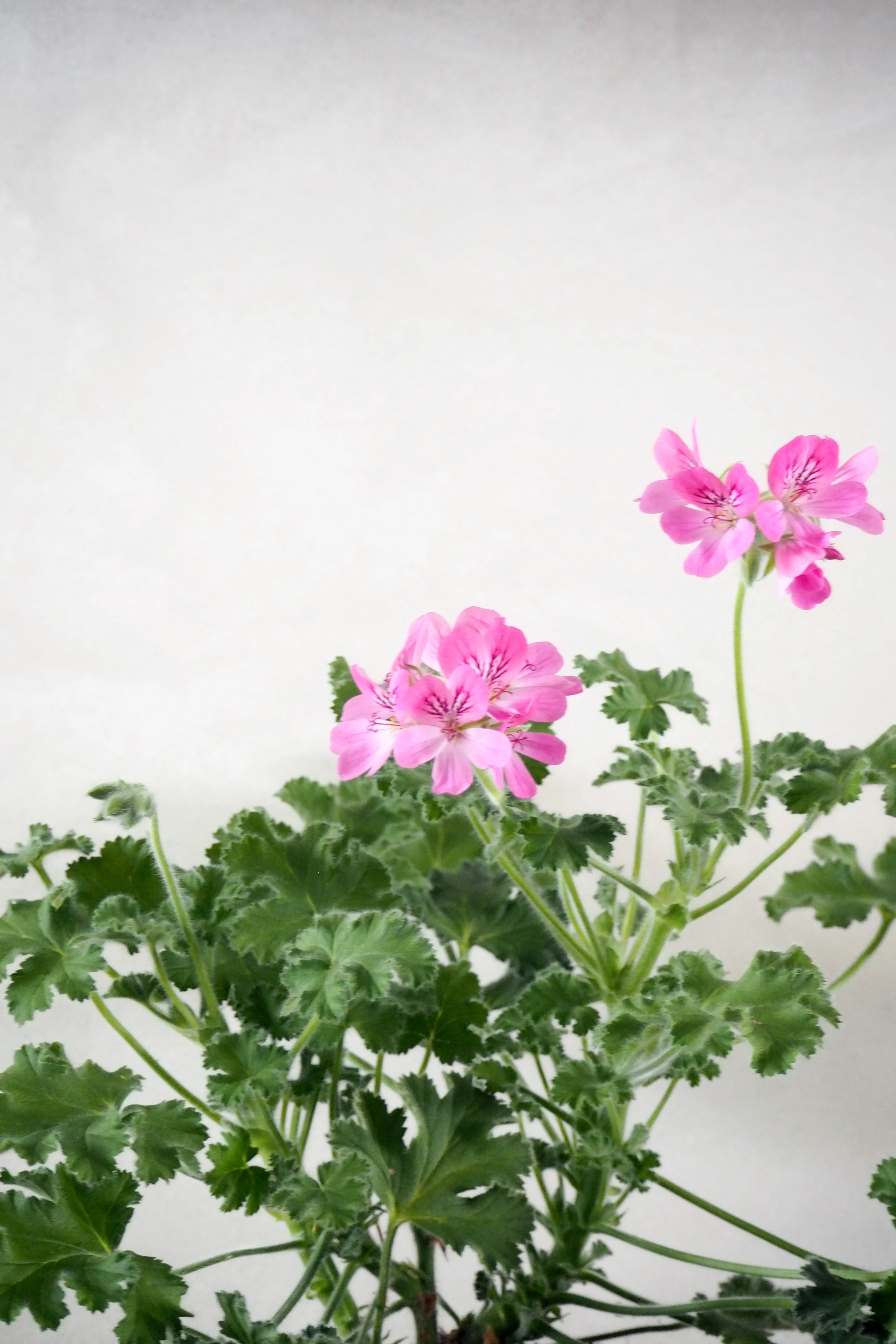 Pelargonium - Pink capricorn - Image 3