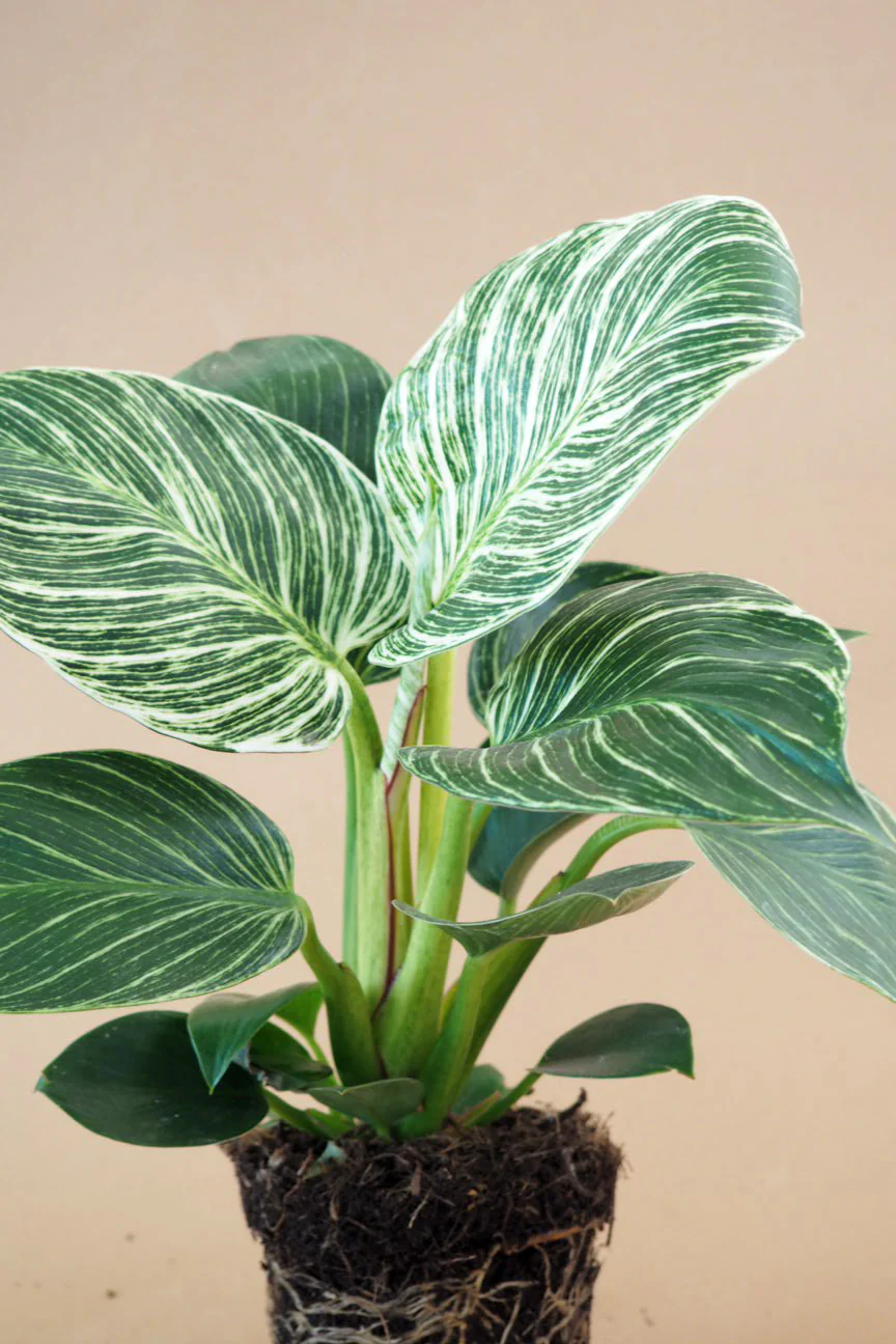 Philodendron Birkin - Image 3