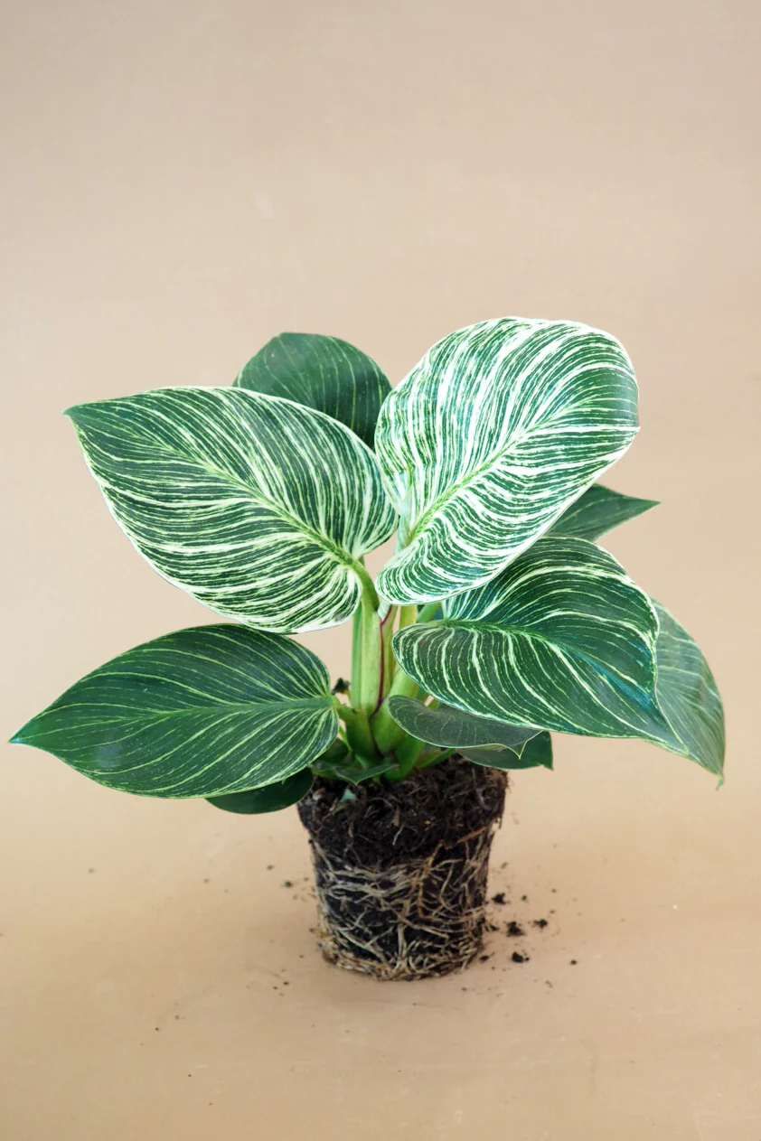 Philodendron Birkin - Image 4