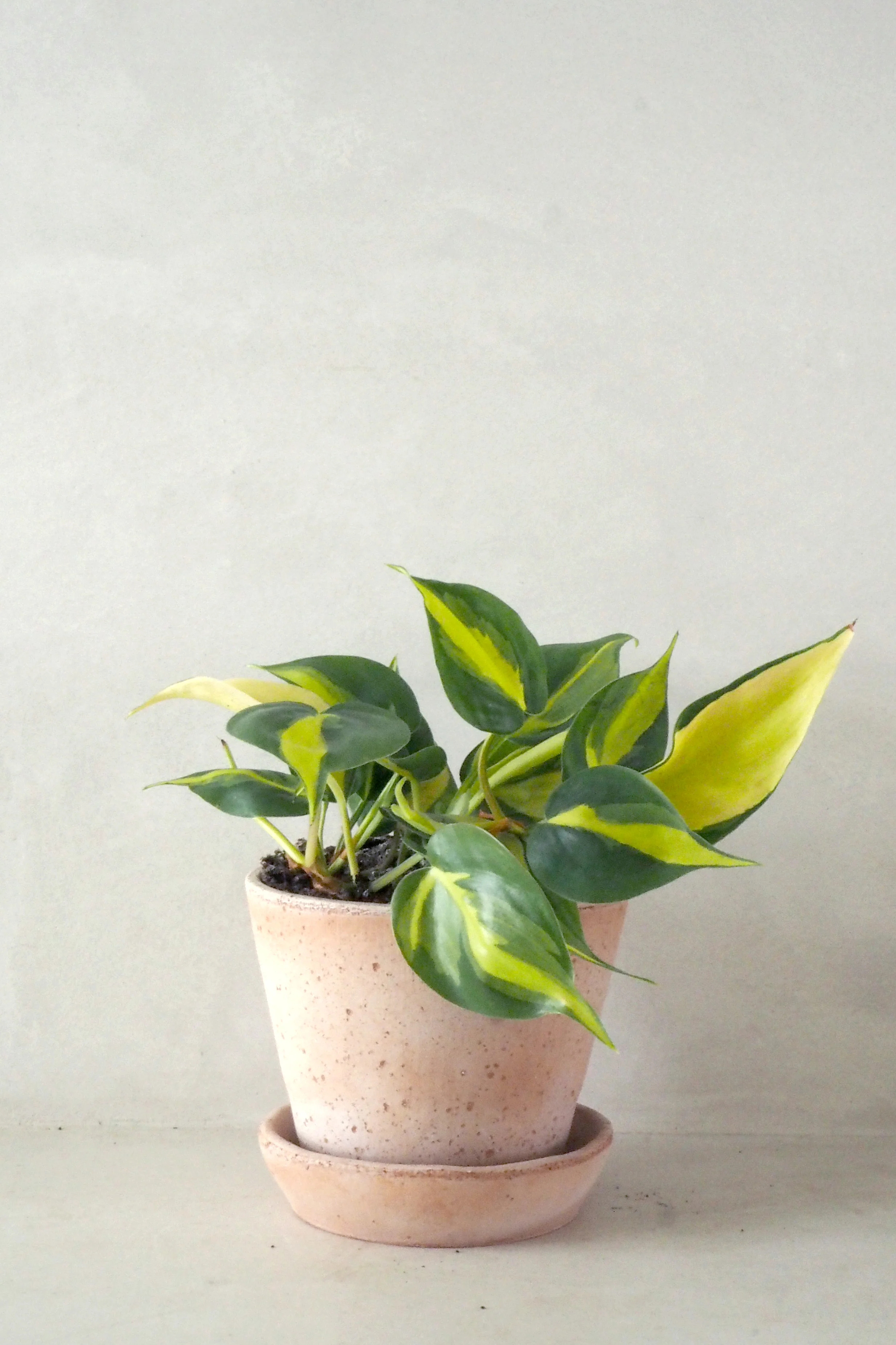 Philodendron Brazil