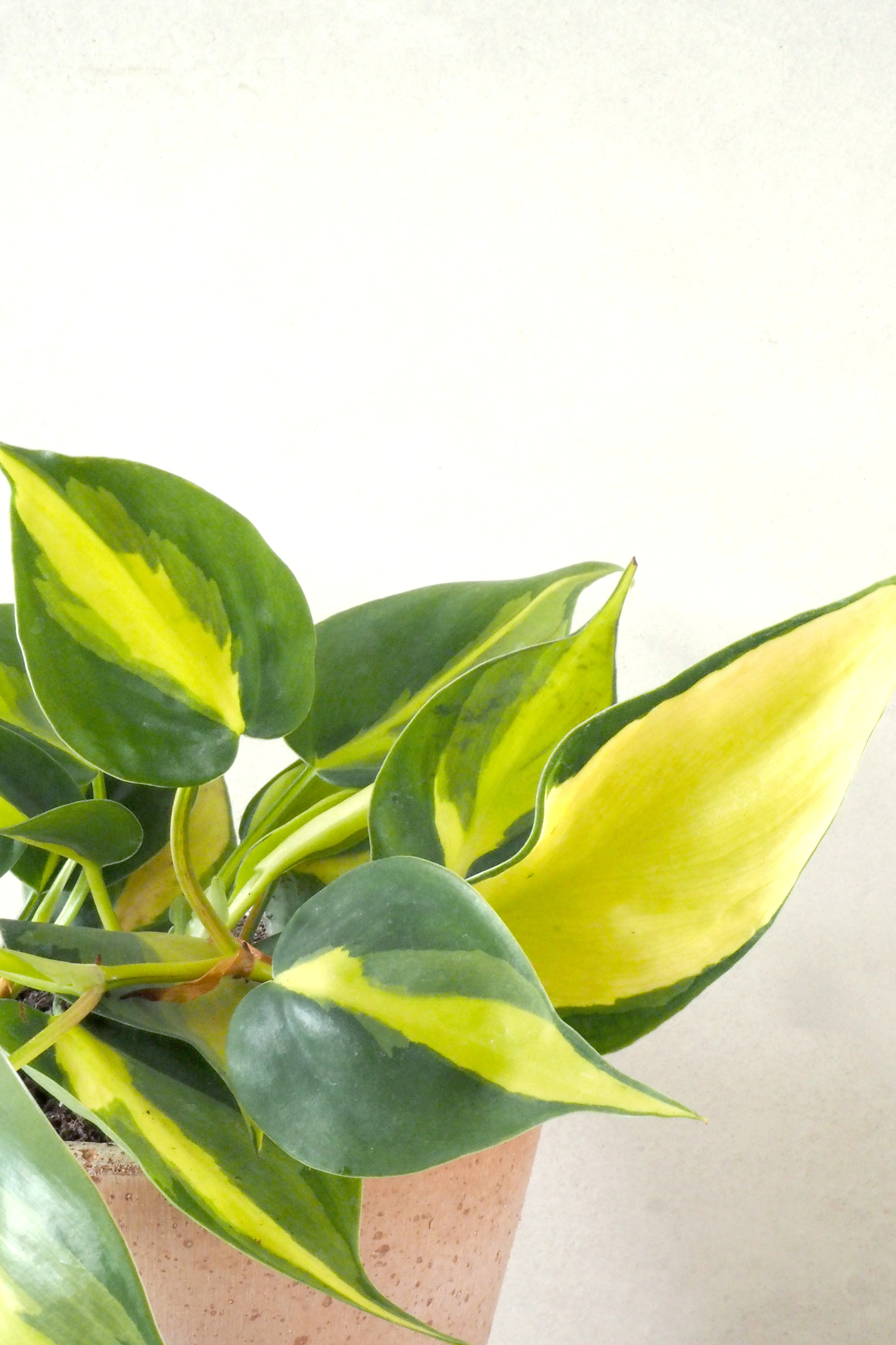 Philodendron Brazil - Image 2