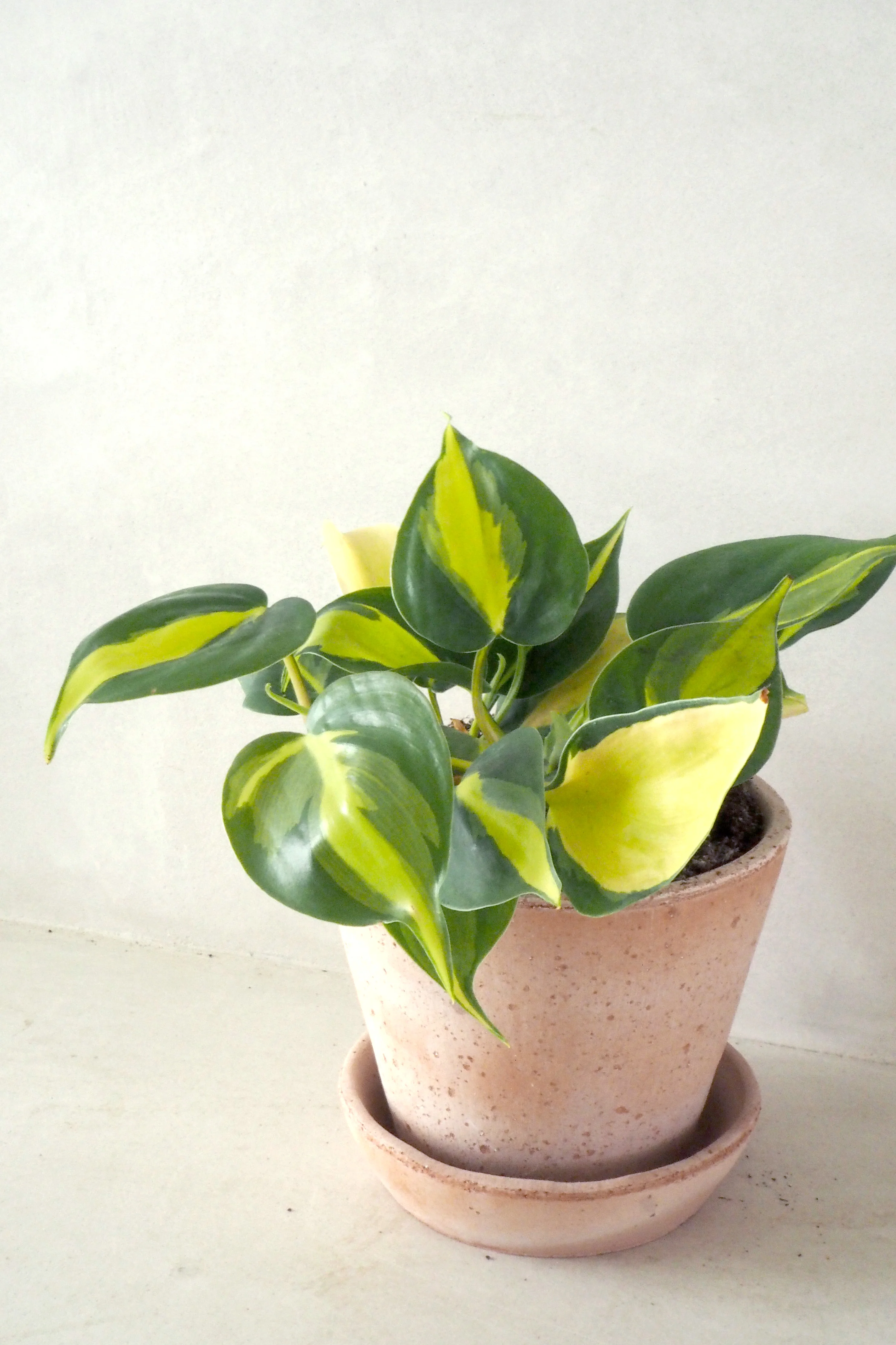 Philodendron Brazil - Image 3