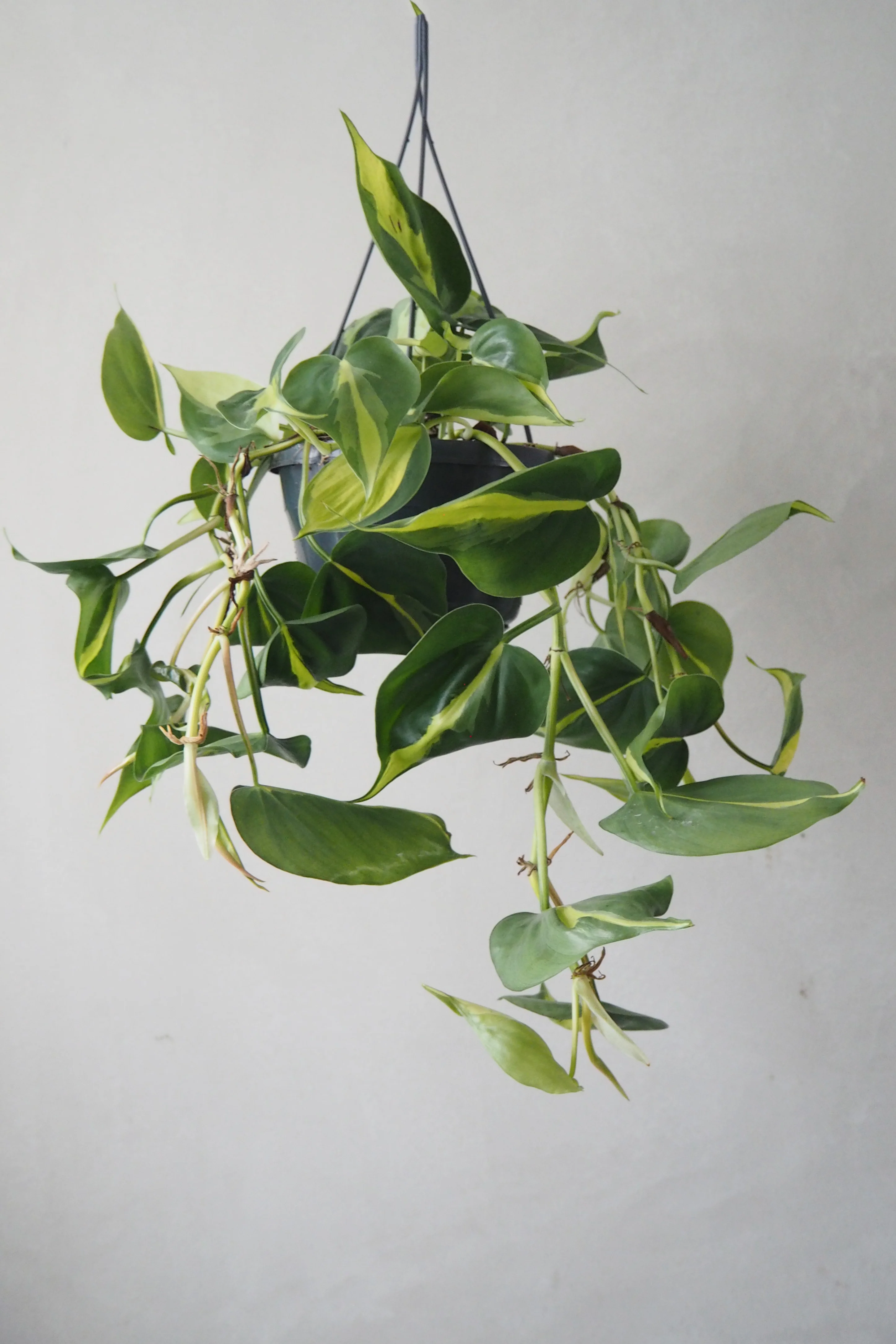 Philodendron Brazil, stor