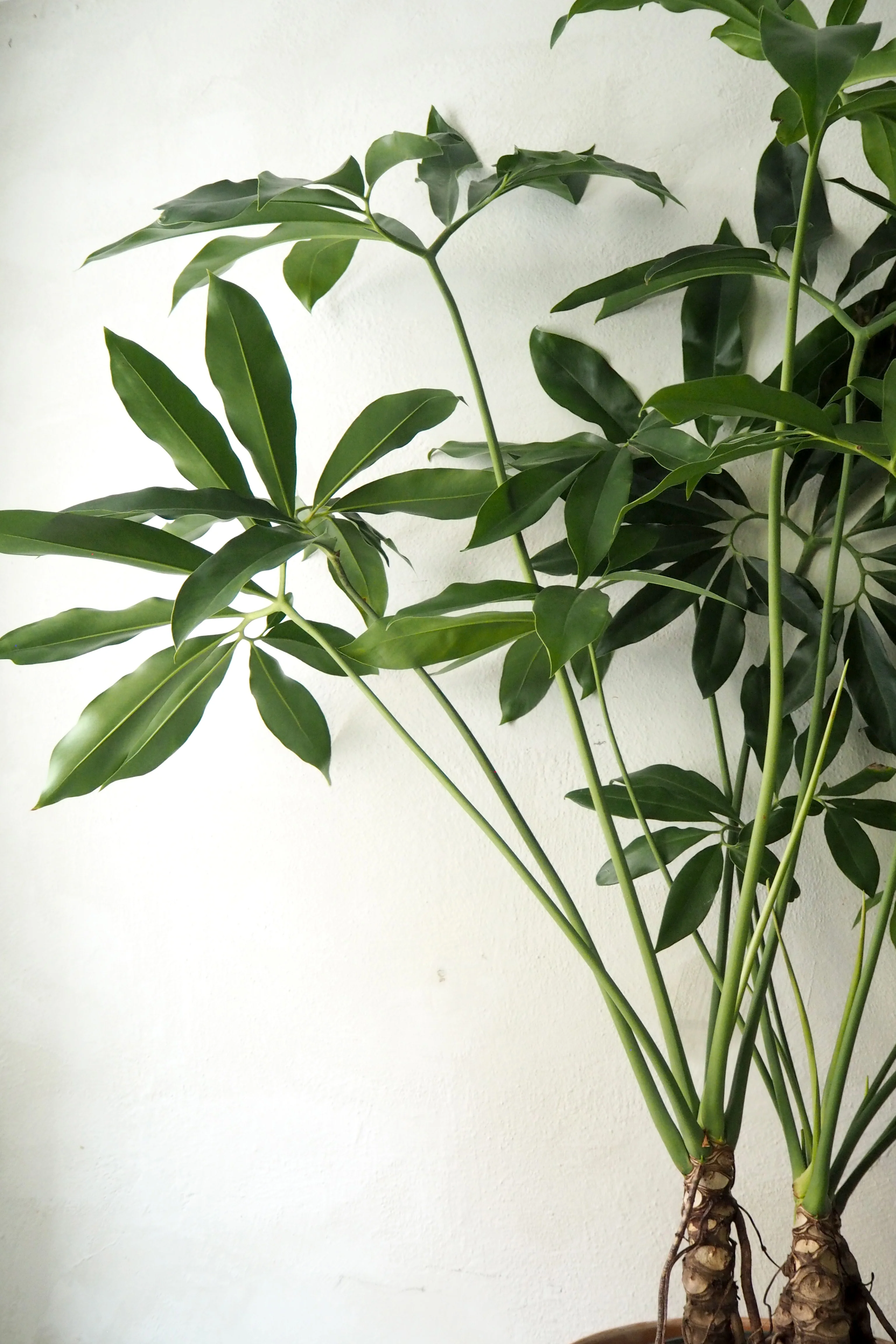 Philodendron Fun Bun - Image 2
