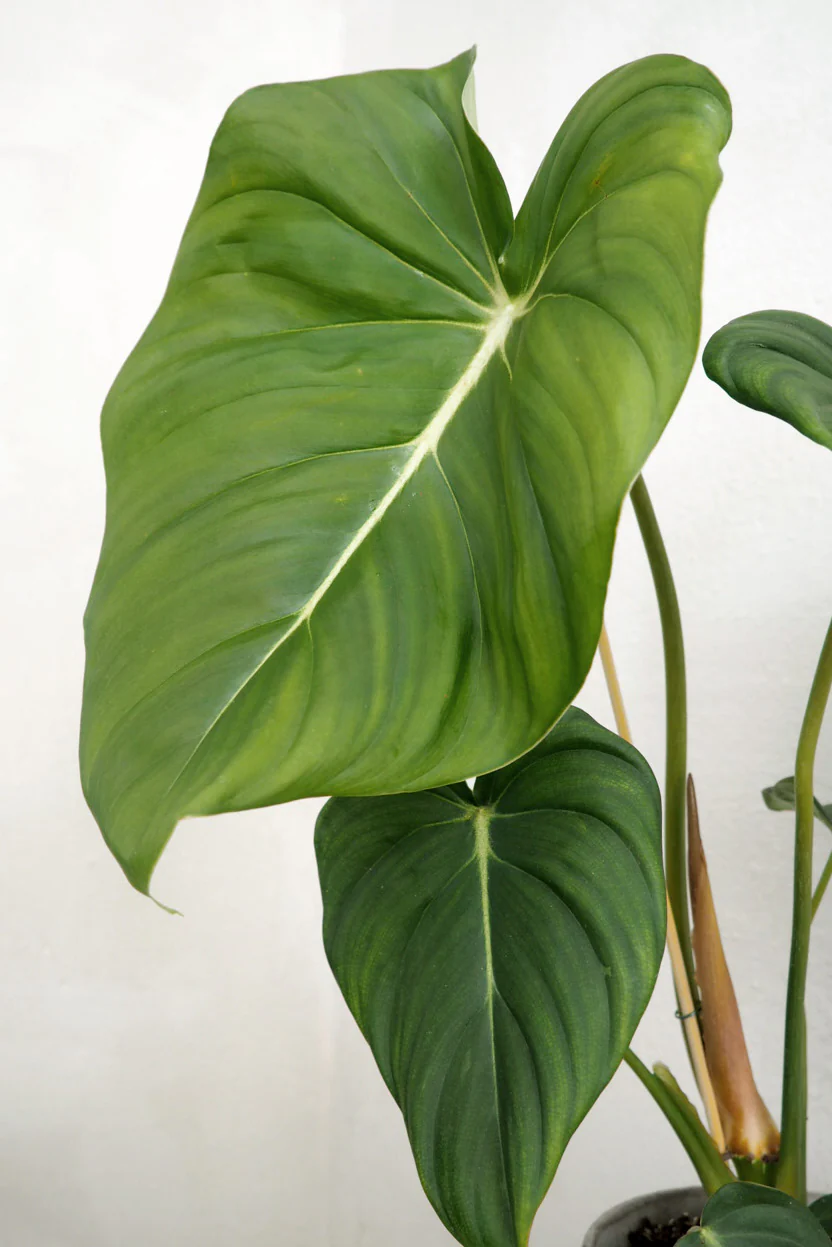 Philodendron Gloriosum - Image 3