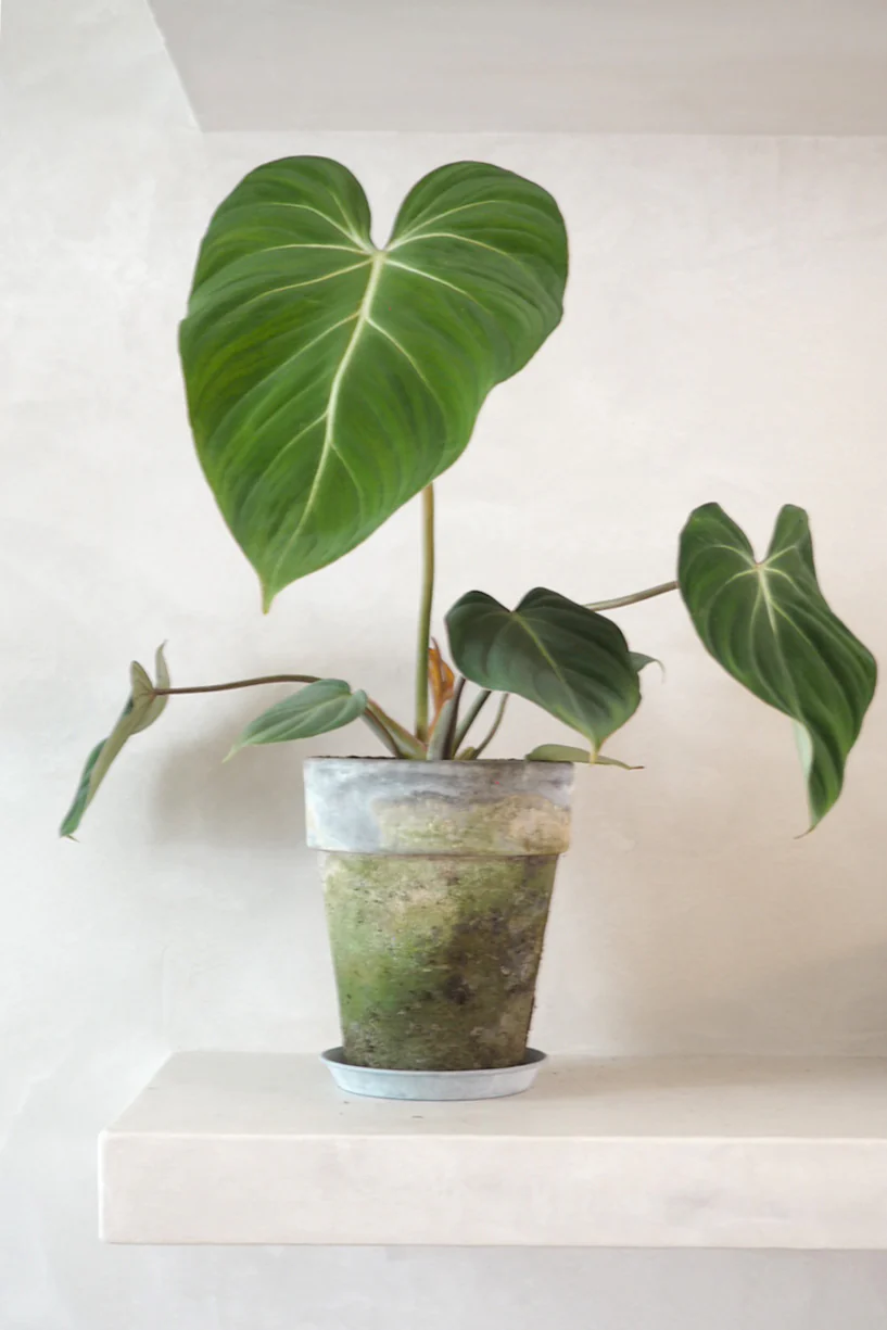 Philodendron Gloriosum - Image 4
