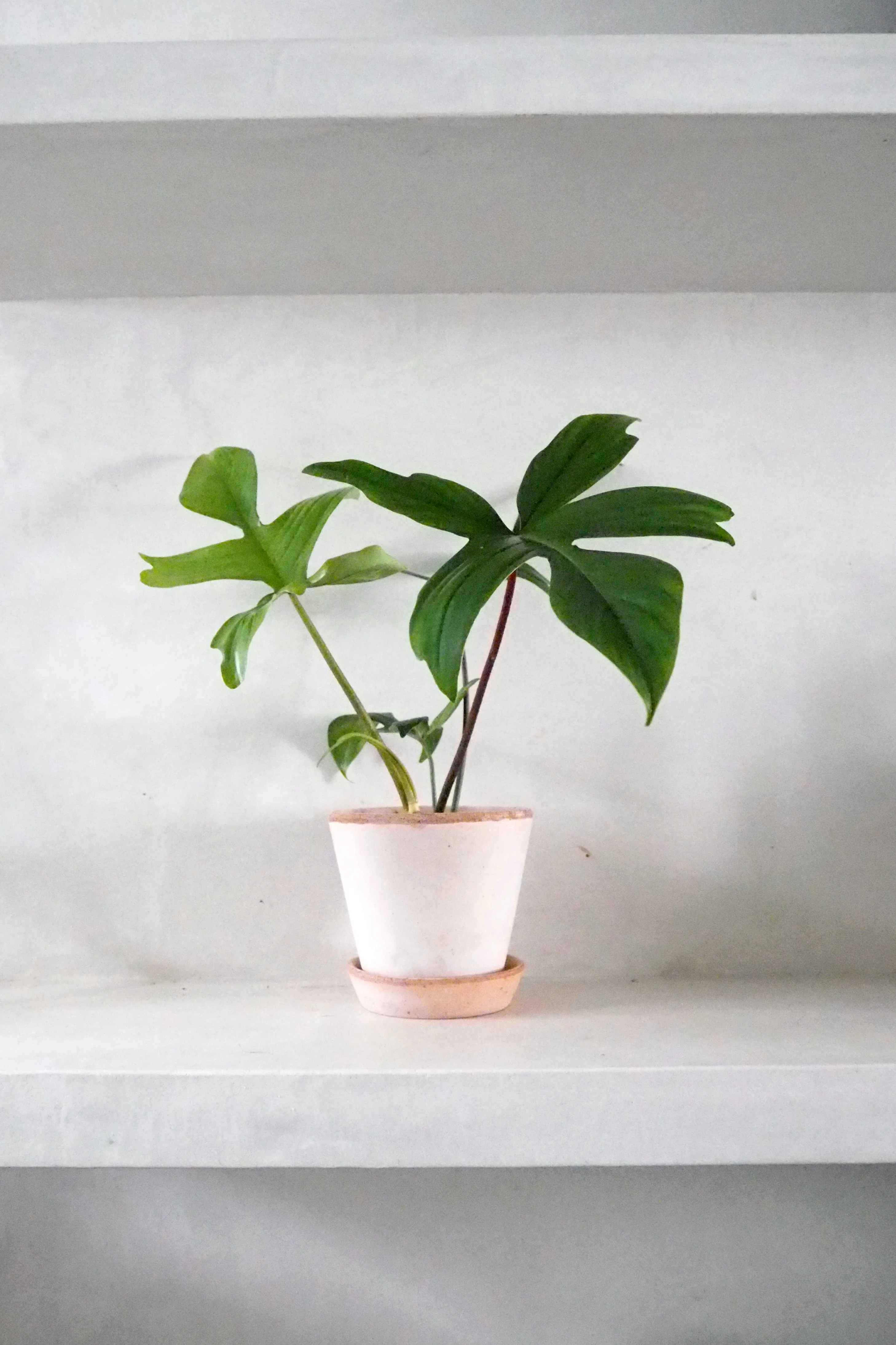 Philodendron Green Florida