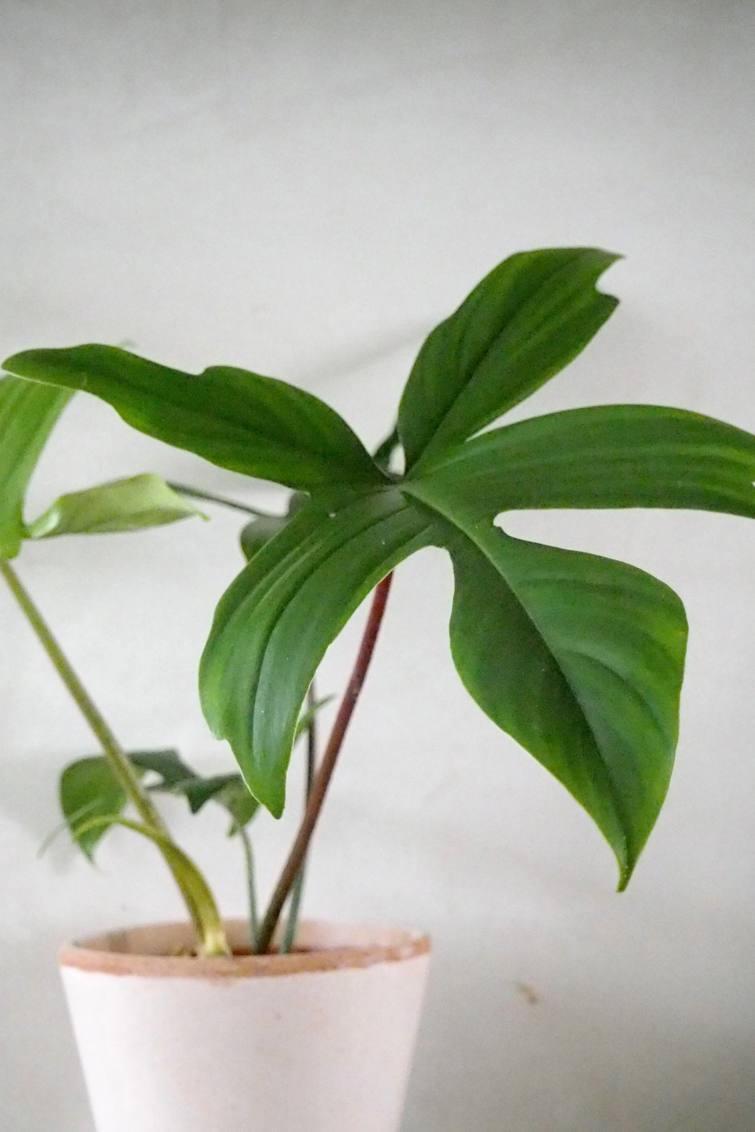 Philodendron Green Florida - Image 2