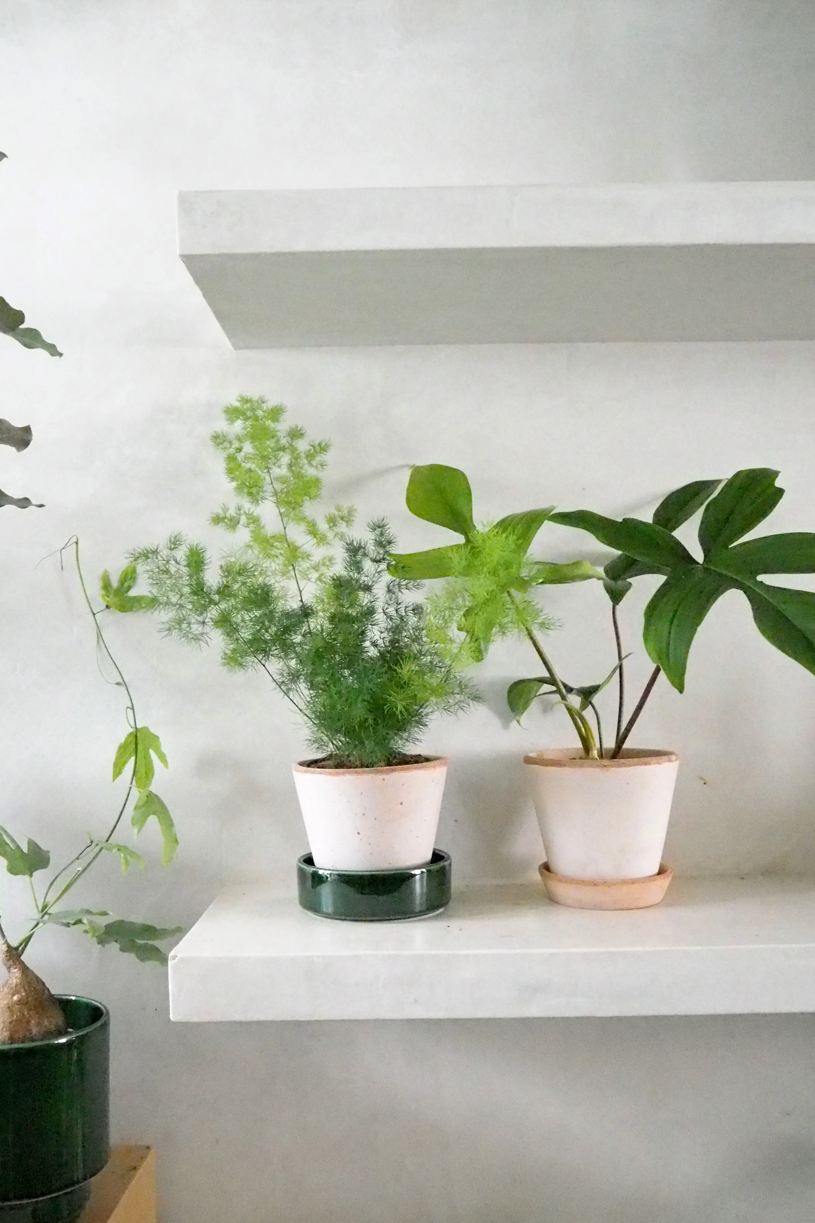 Philodendron Green Florida - Image 3