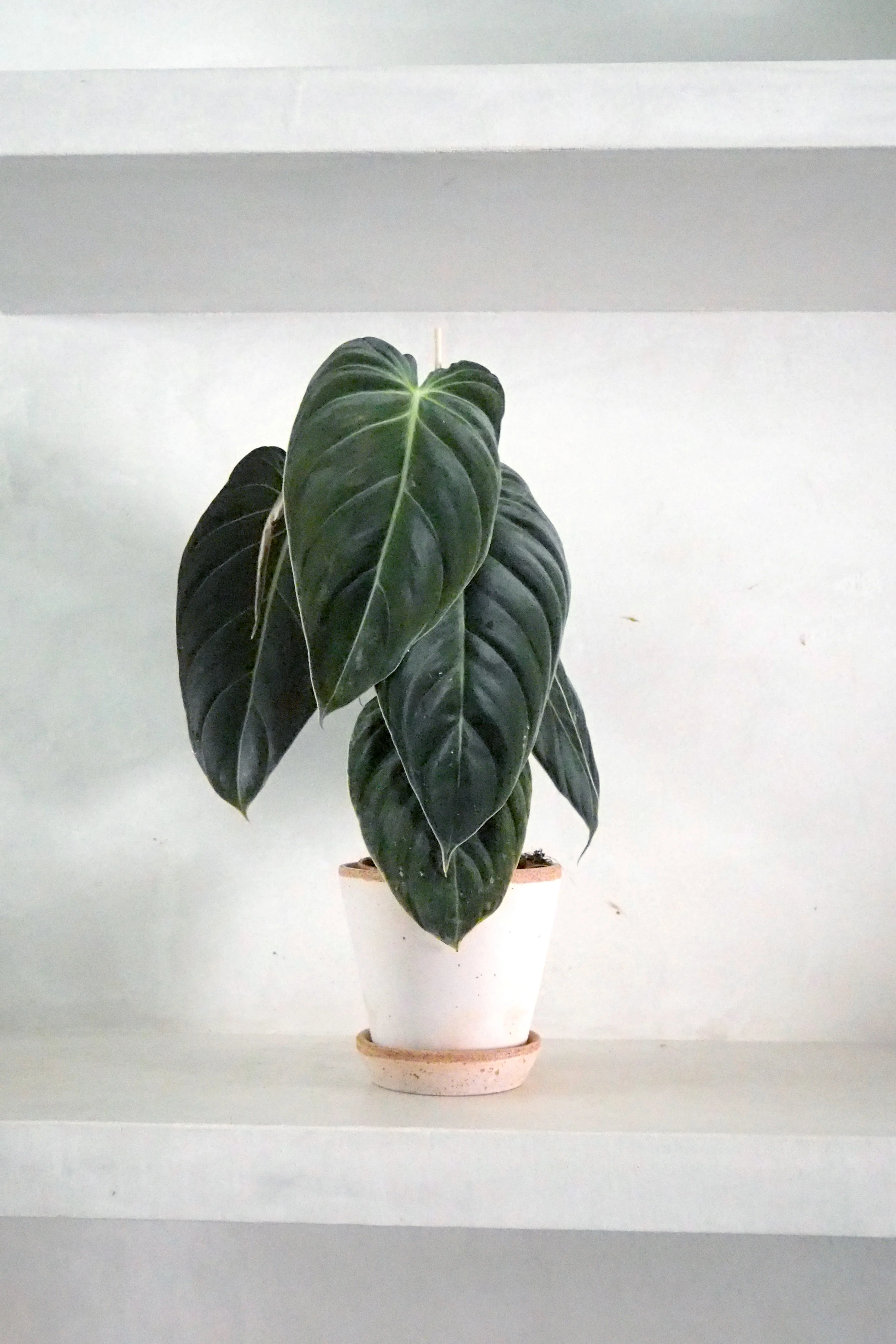 Philodendron Melanochrysum