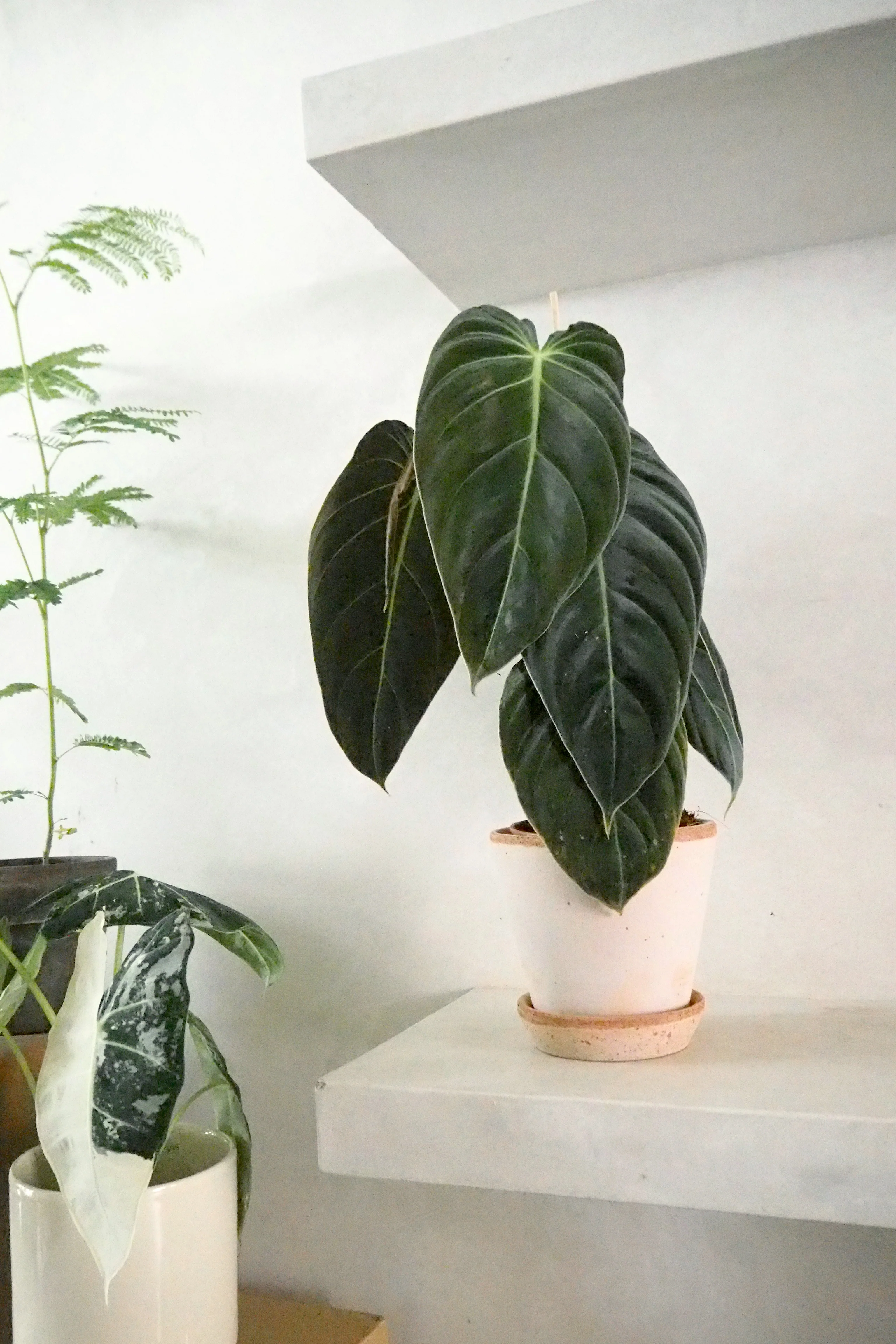 Philodendron Melanochrysum - Image 2