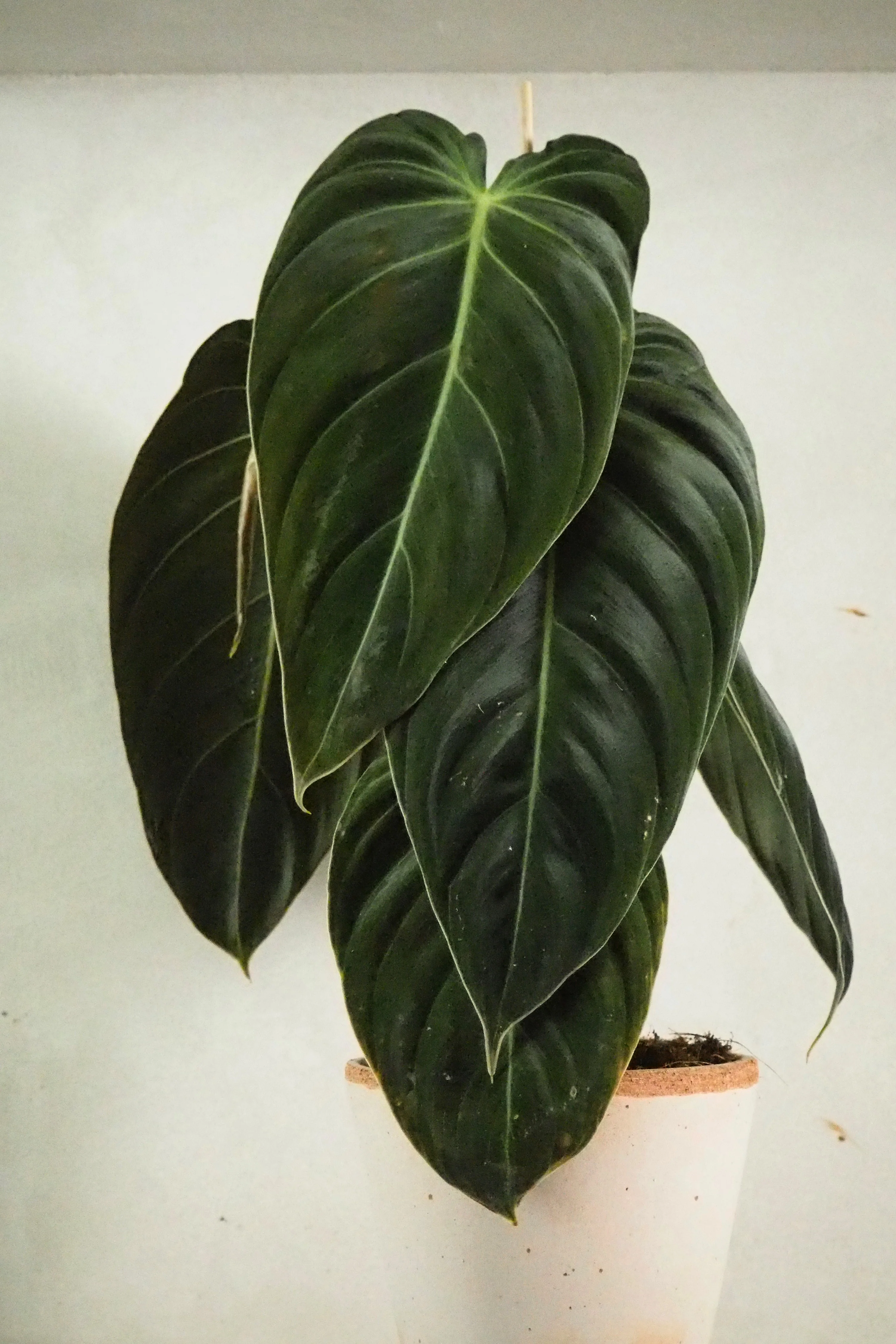 Philodendron Melanochrysum - Image 3