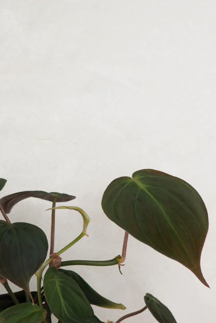 Philodendron micans - Image 3