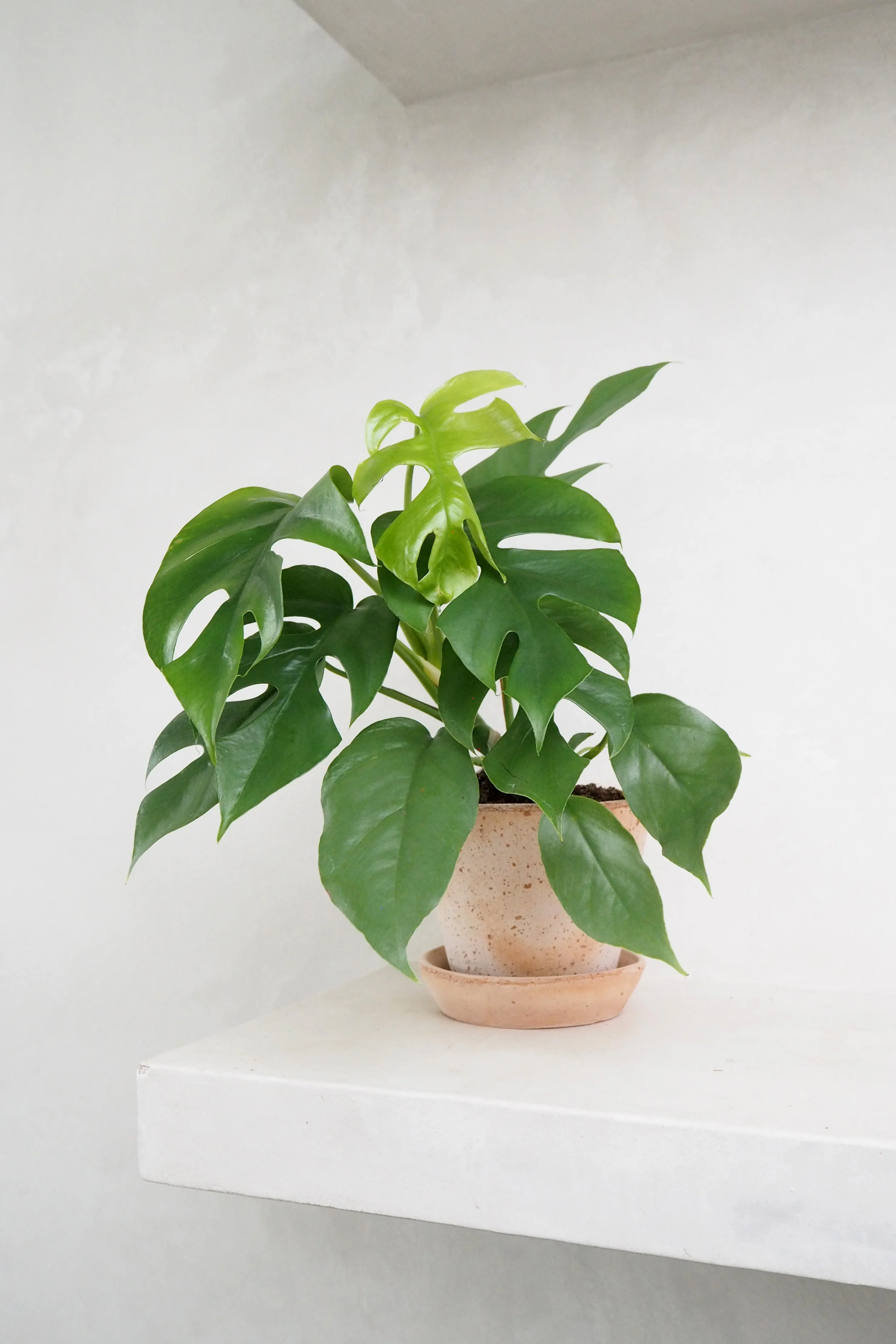 Philodendron Minima - Image 3