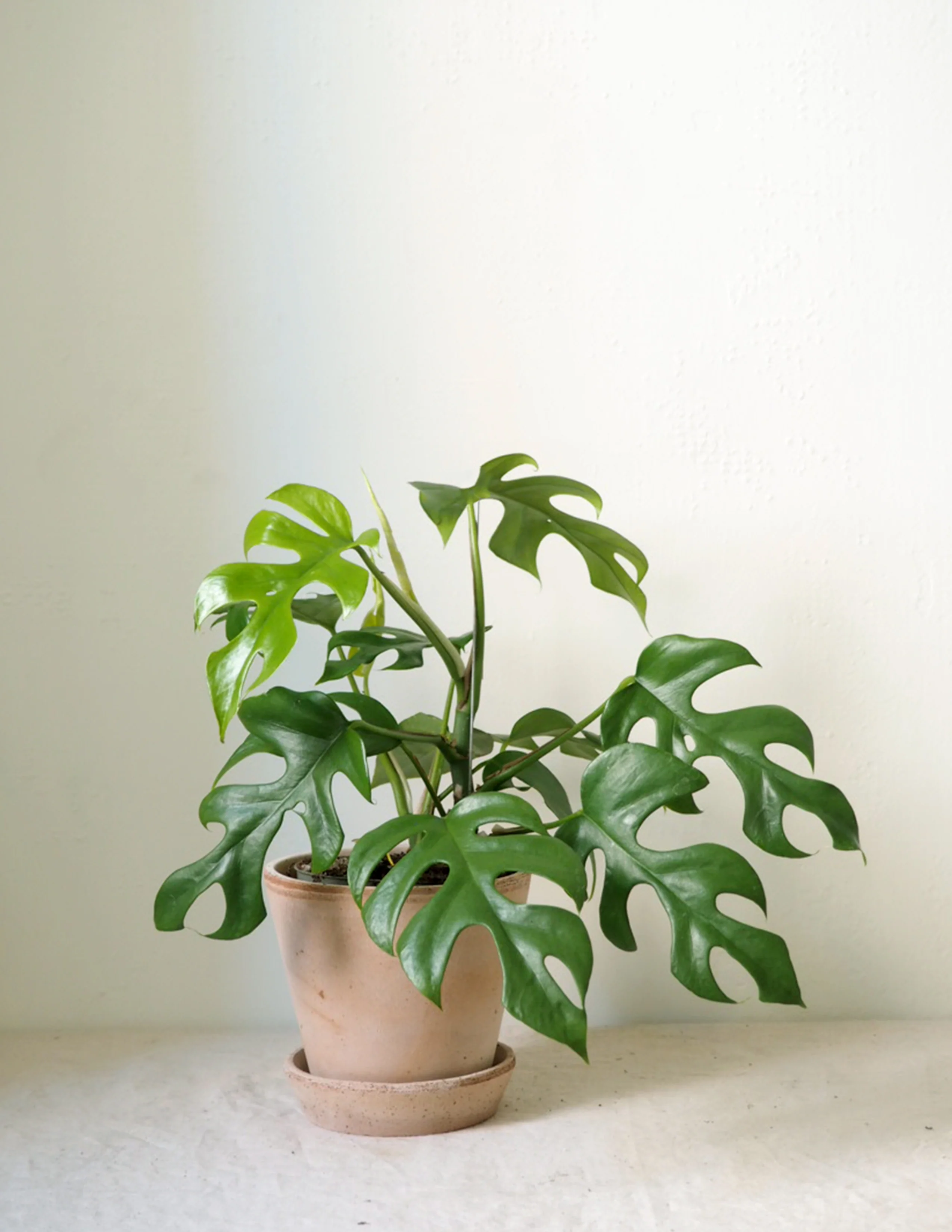 Philodendron Minima - Image 4