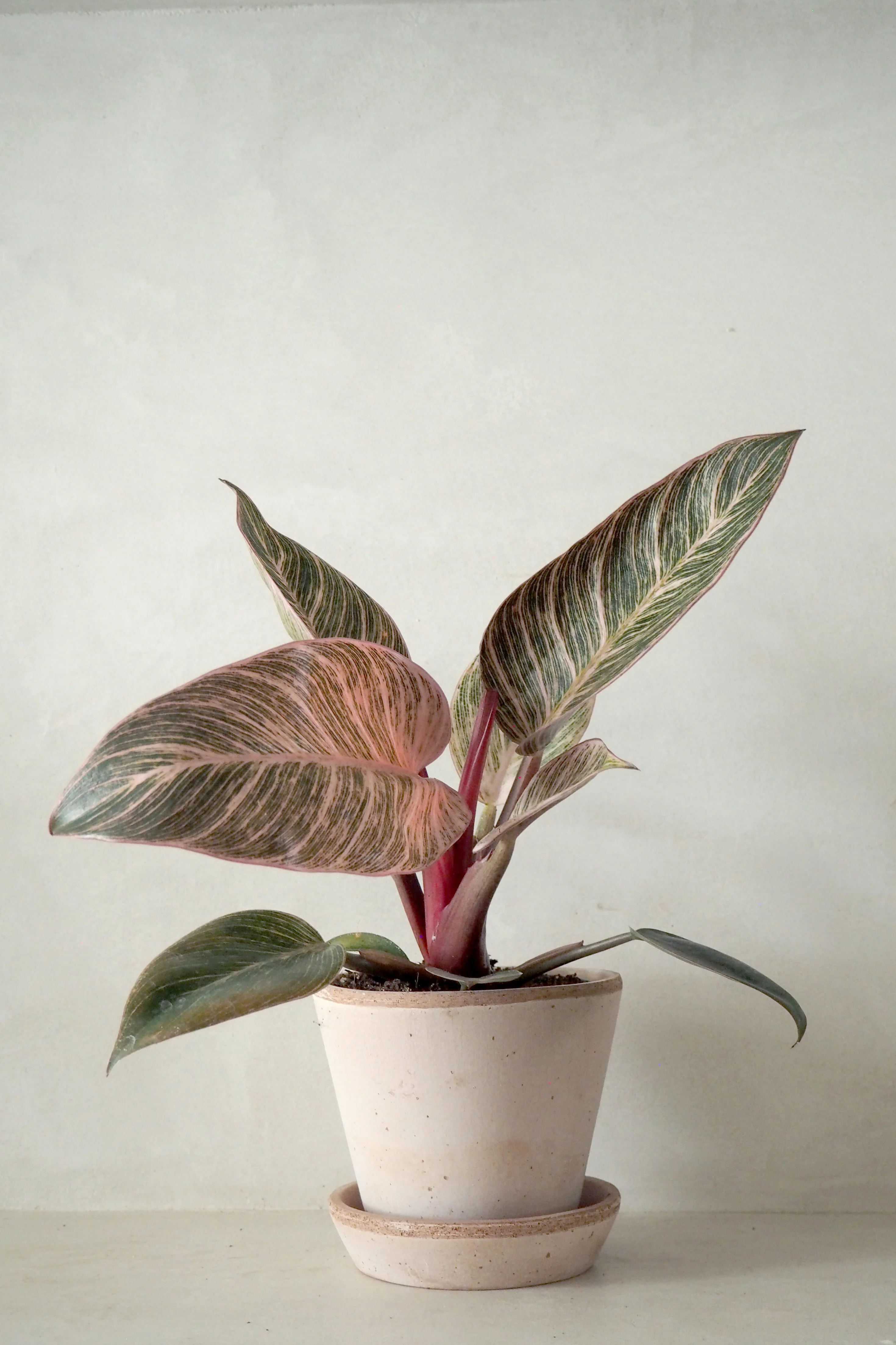 Philodendron Pink Birkin