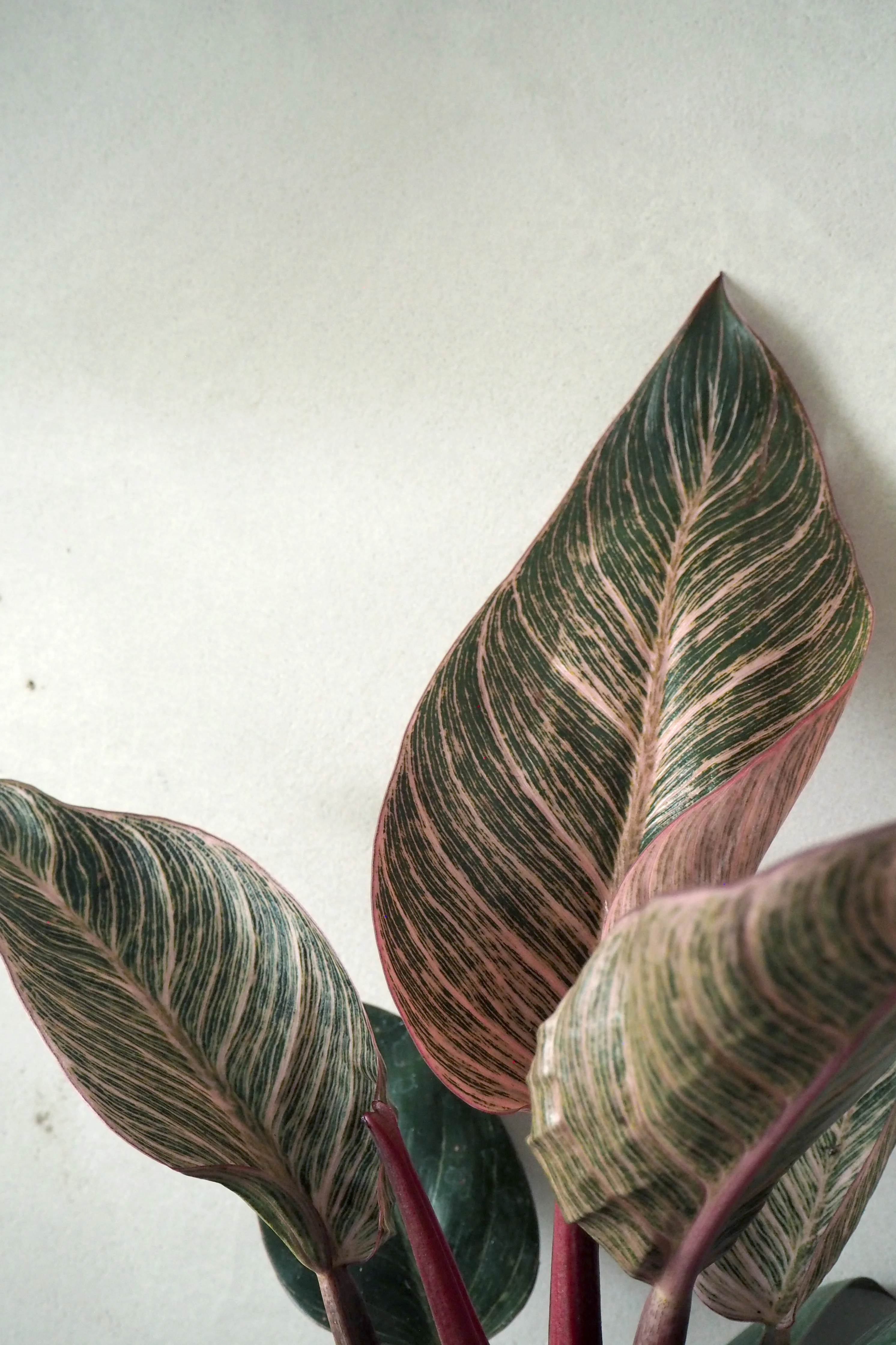 Philodendron Pink Birkin - Image 2